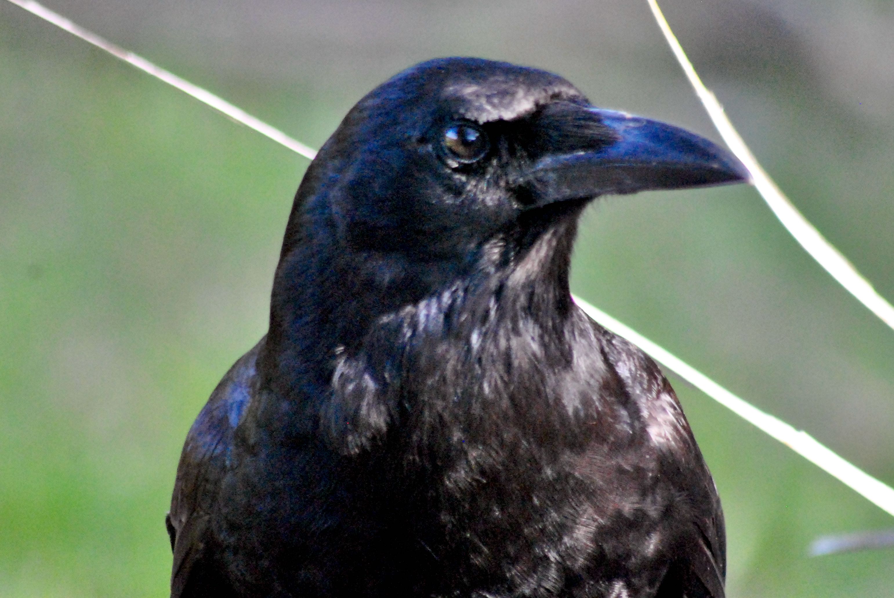 Birds of South Florida Page 2