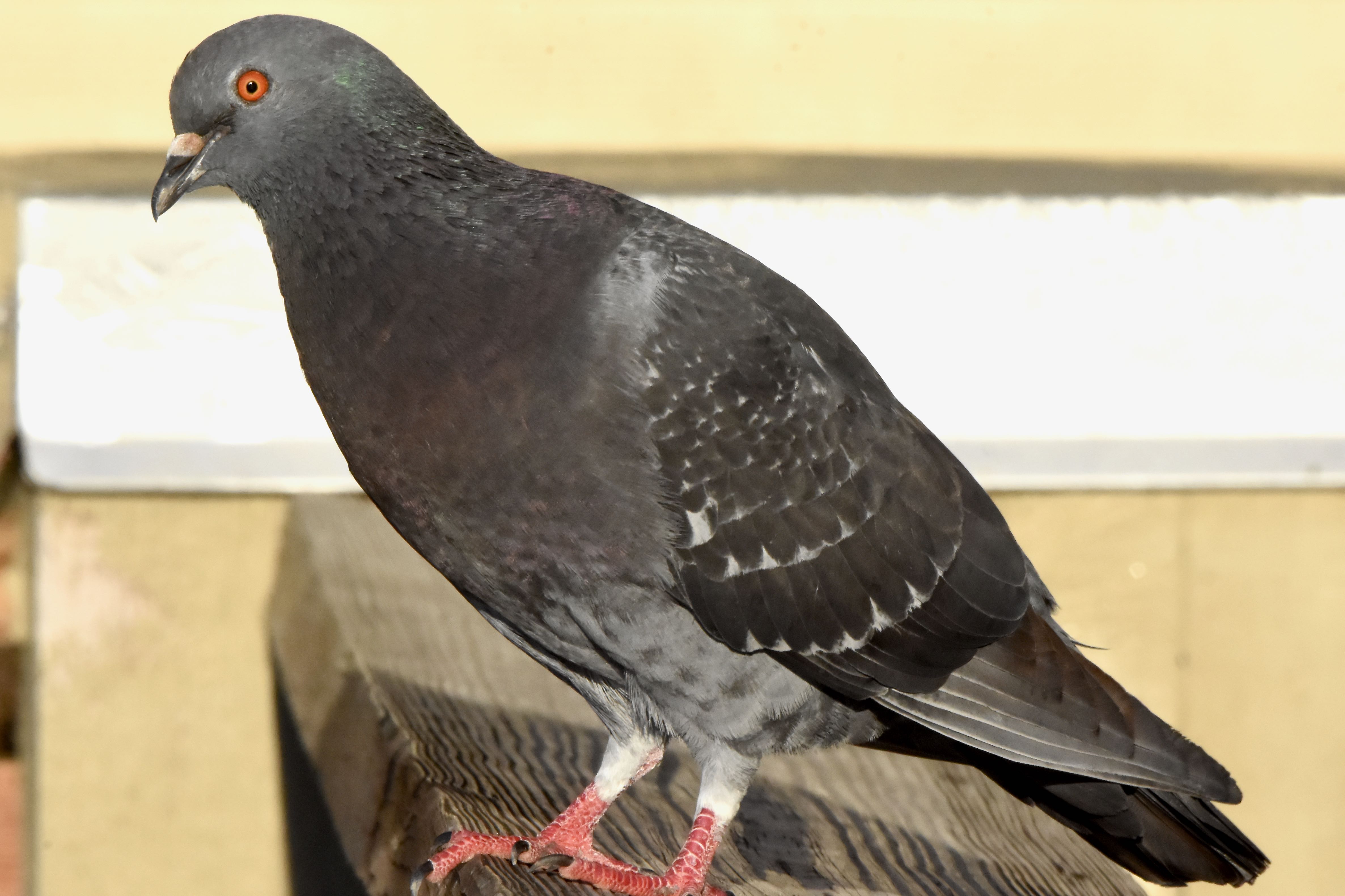 Birds of South Floirda Page 3