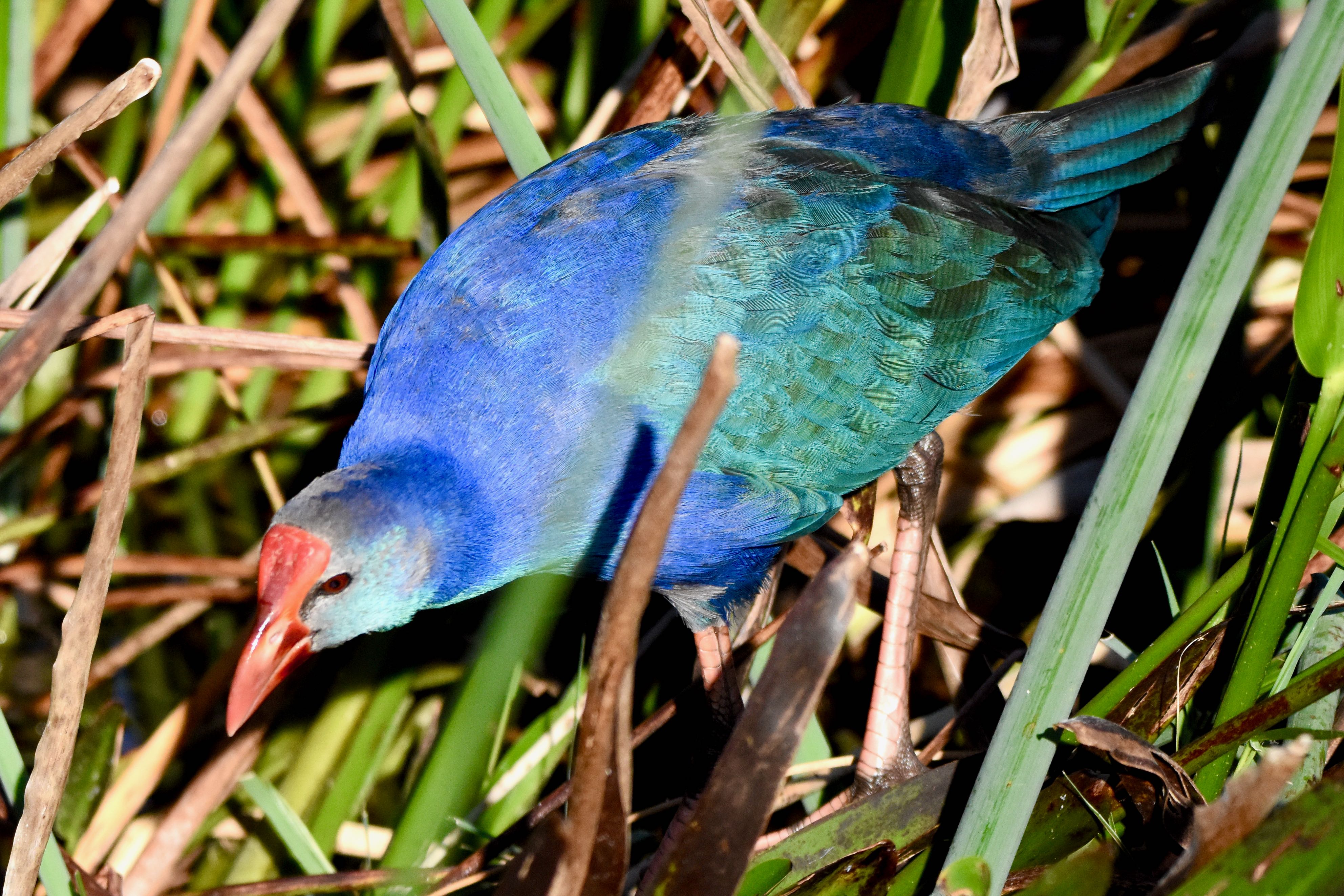 Birds of South Florida