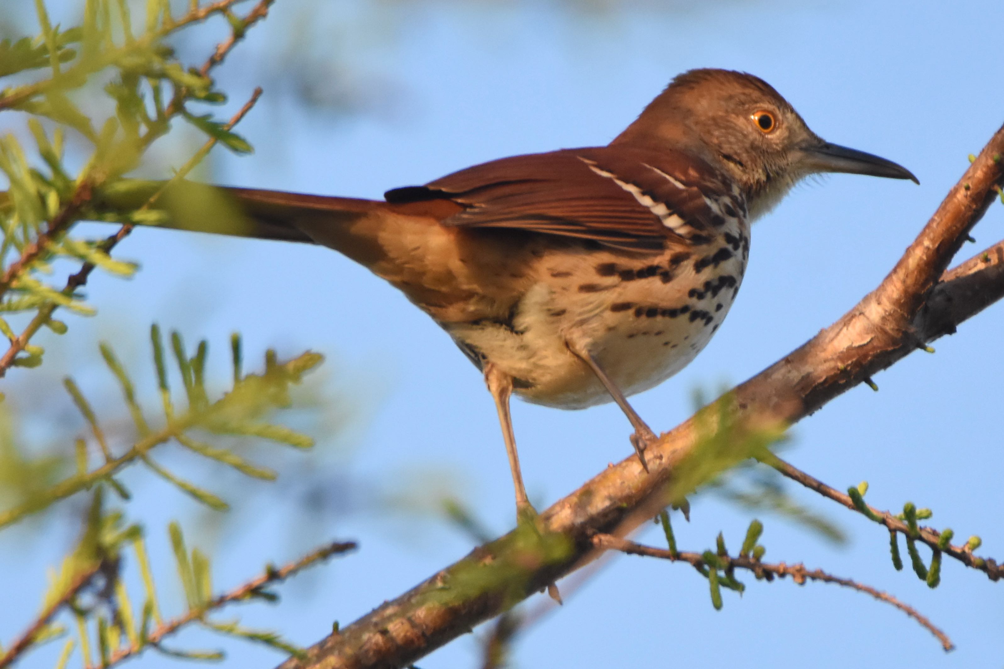 Birds of South Florida Page 2