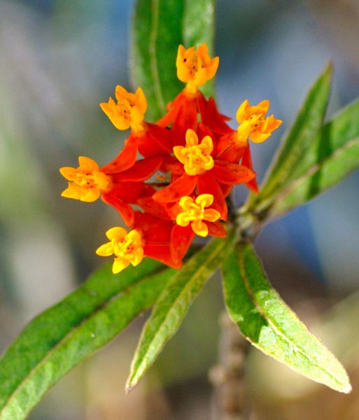 is butterfly weed poisonous to dogs