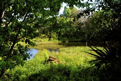 Hillsboro Pineland Natural Area