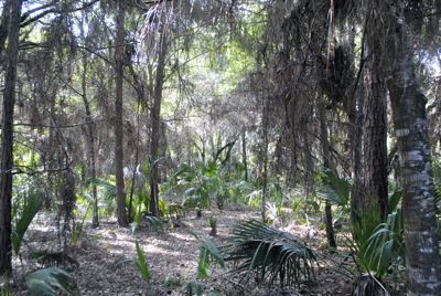 Hillsboro Pineland Natural Area