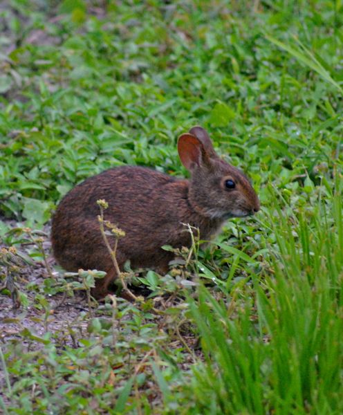 Marsh Rabbit