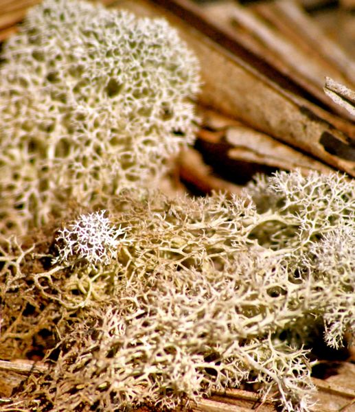 Powderpuff Lichen