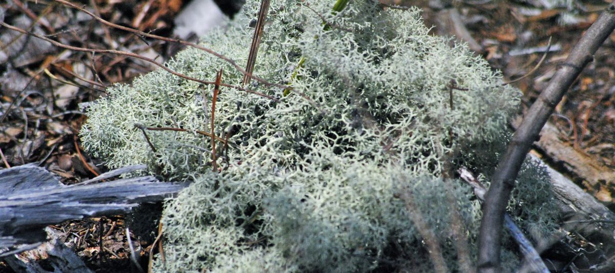Powderpuff Lichen