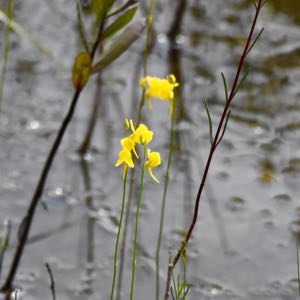 yellow bladderwort