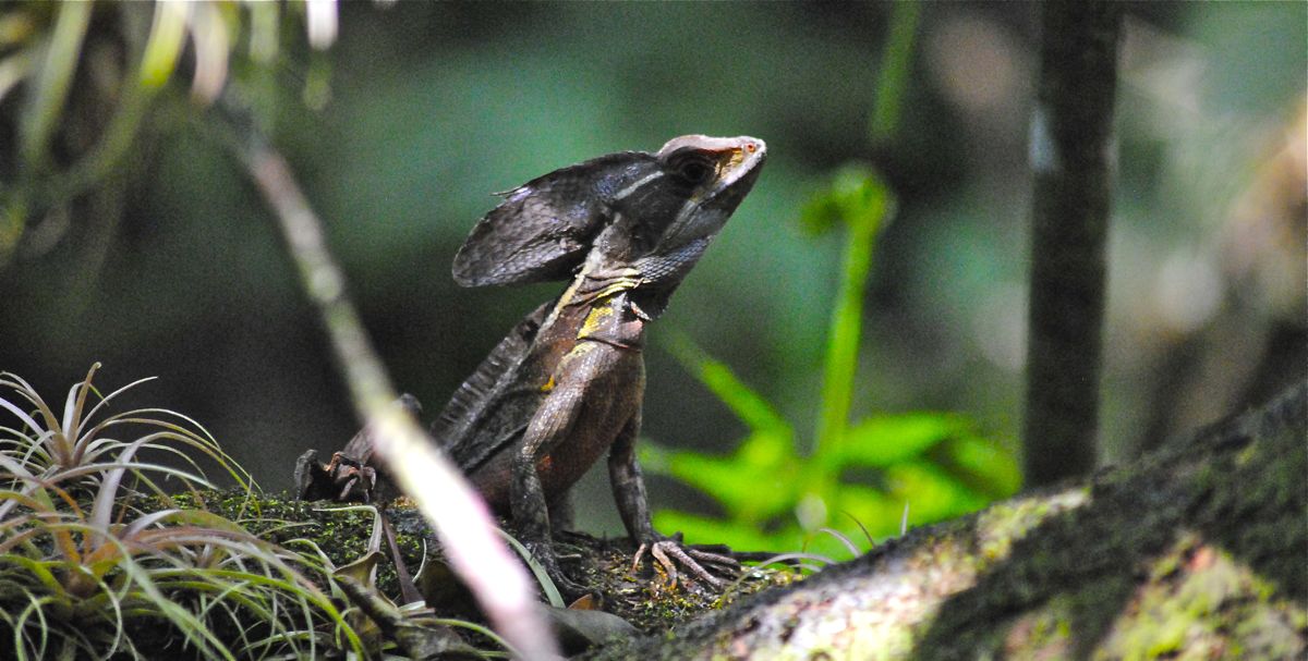 Brown Basilisk