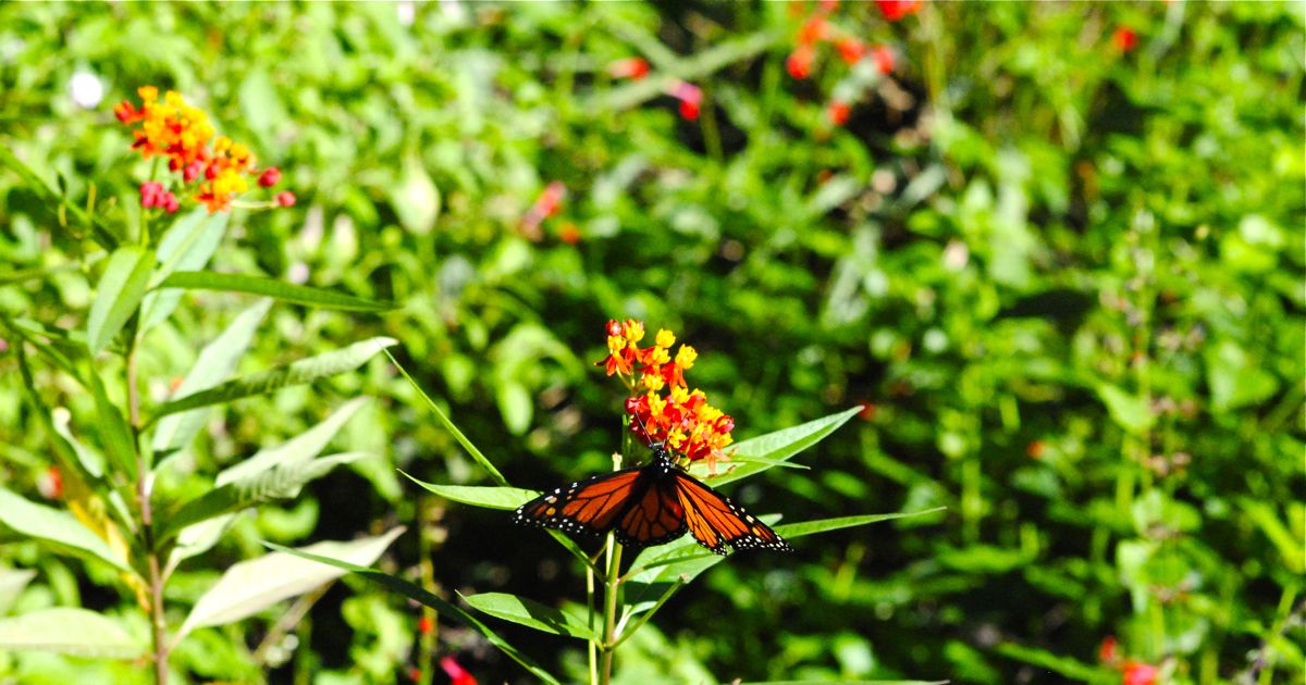 is butterfly weed poisonous to dogs