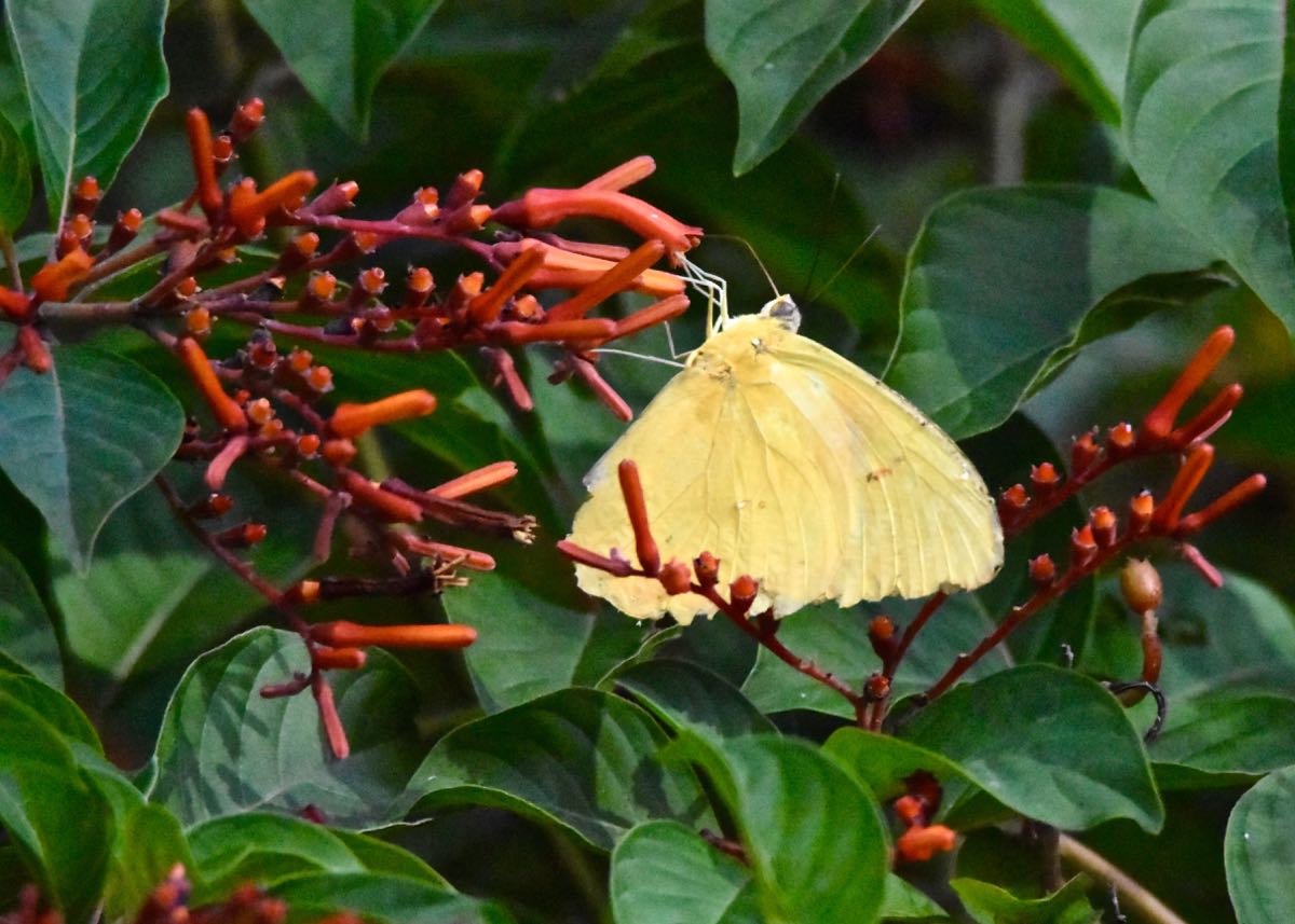 Cloudless Sulphur Butterfly