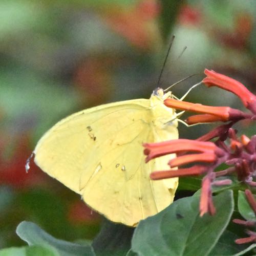 Cloudless Sulphur Butterfly