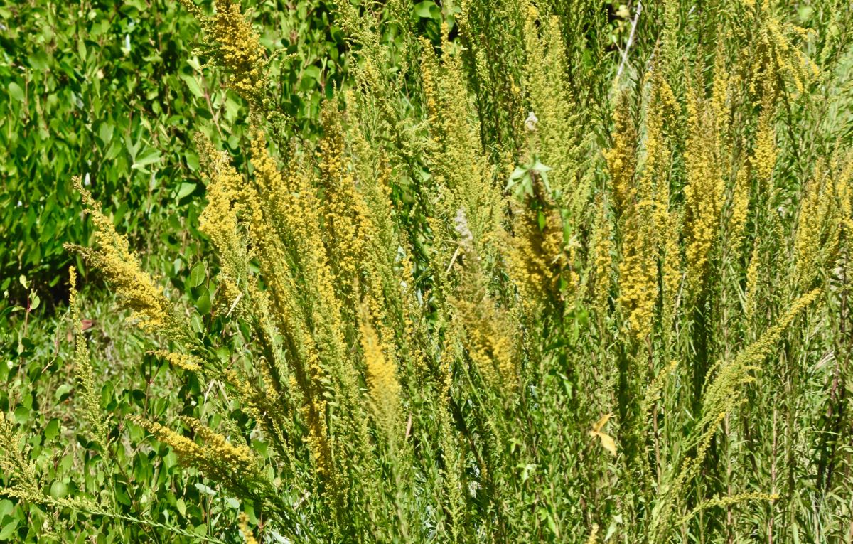 Seaside Goldenrod