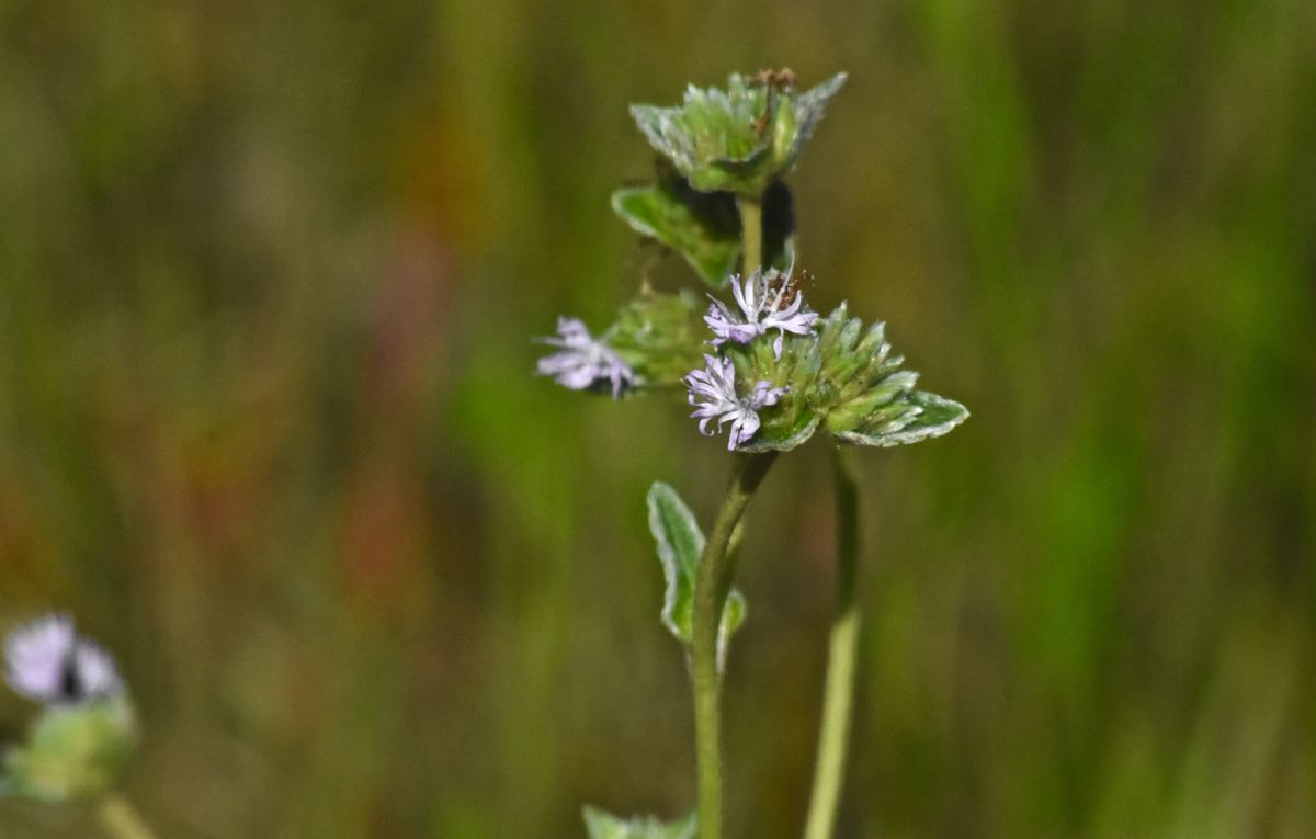 Florida Elephant's Foot