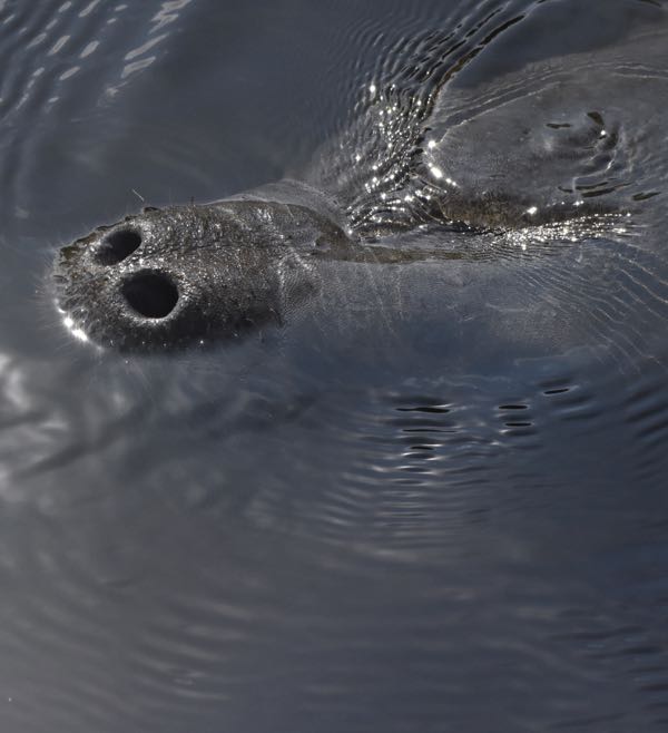 West Indian Manatee