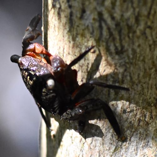 Mangrove Tree Crab