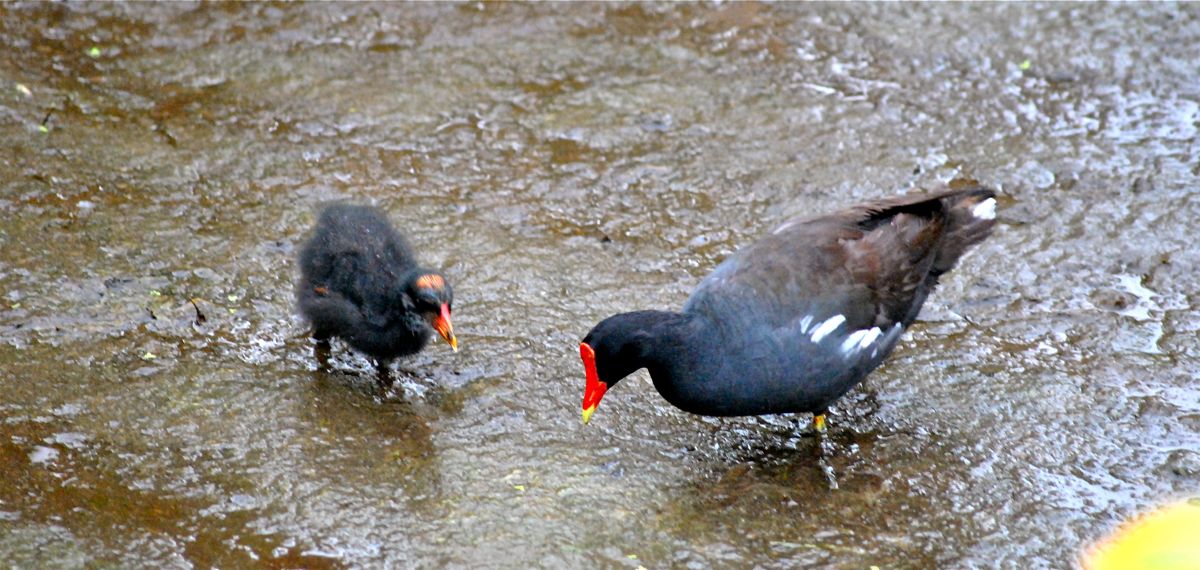 Moorhen