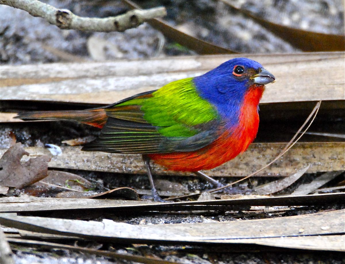 Painted Bunting