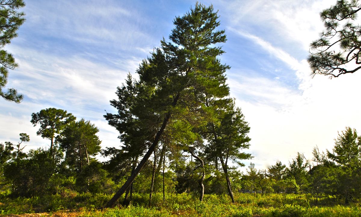 Sand Pine