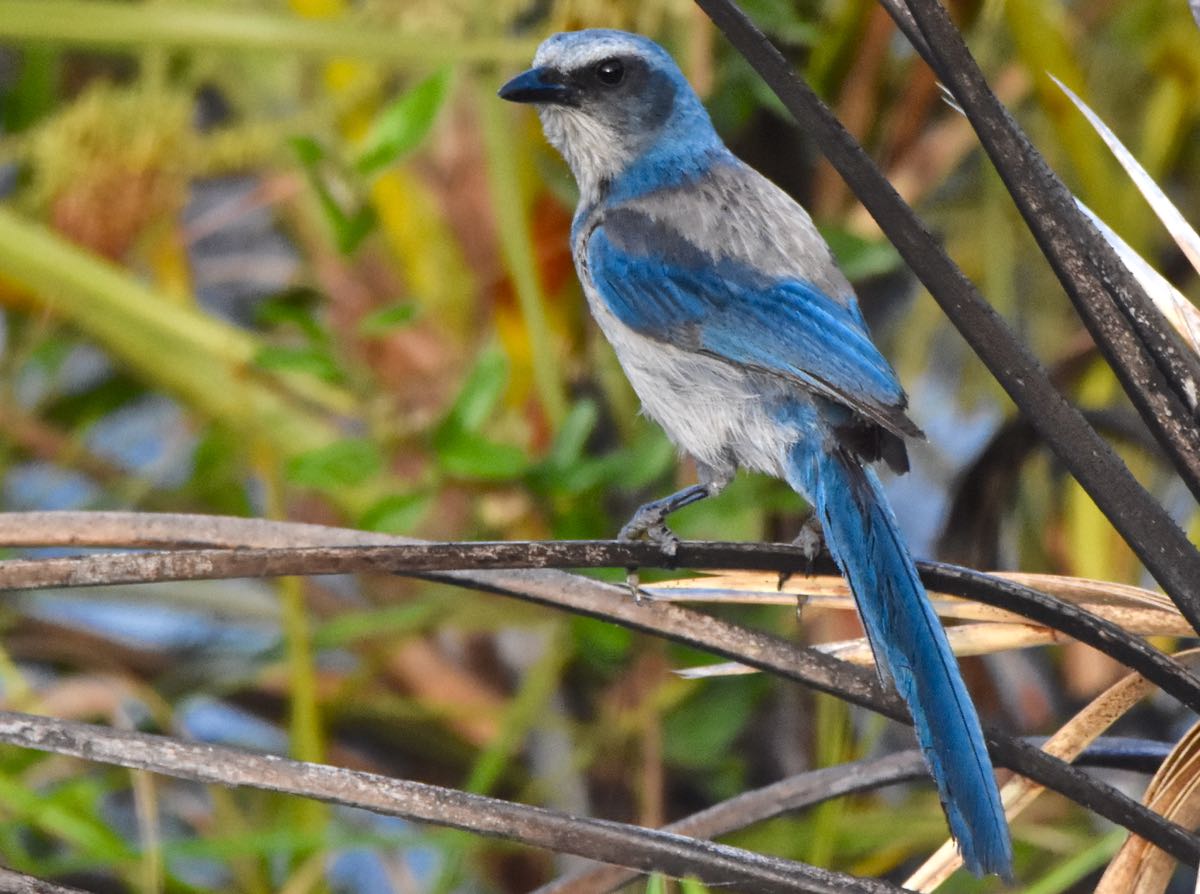 Florida Scrub Jay