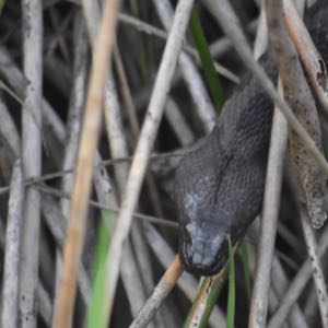 banded water snake