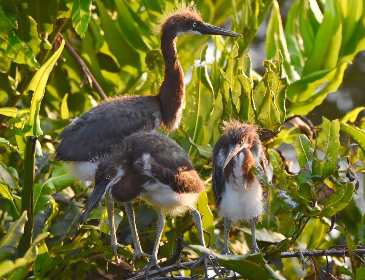 Wild South Florida — The Guide to South Florida's Birds