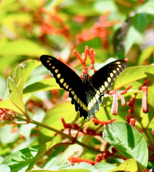 Gold Rim Swallowtail Butterfly