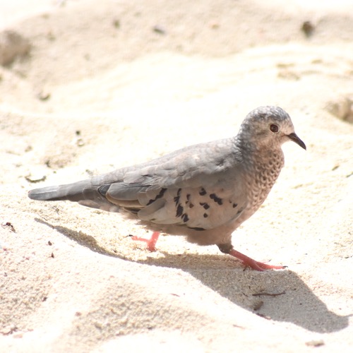 ground dove