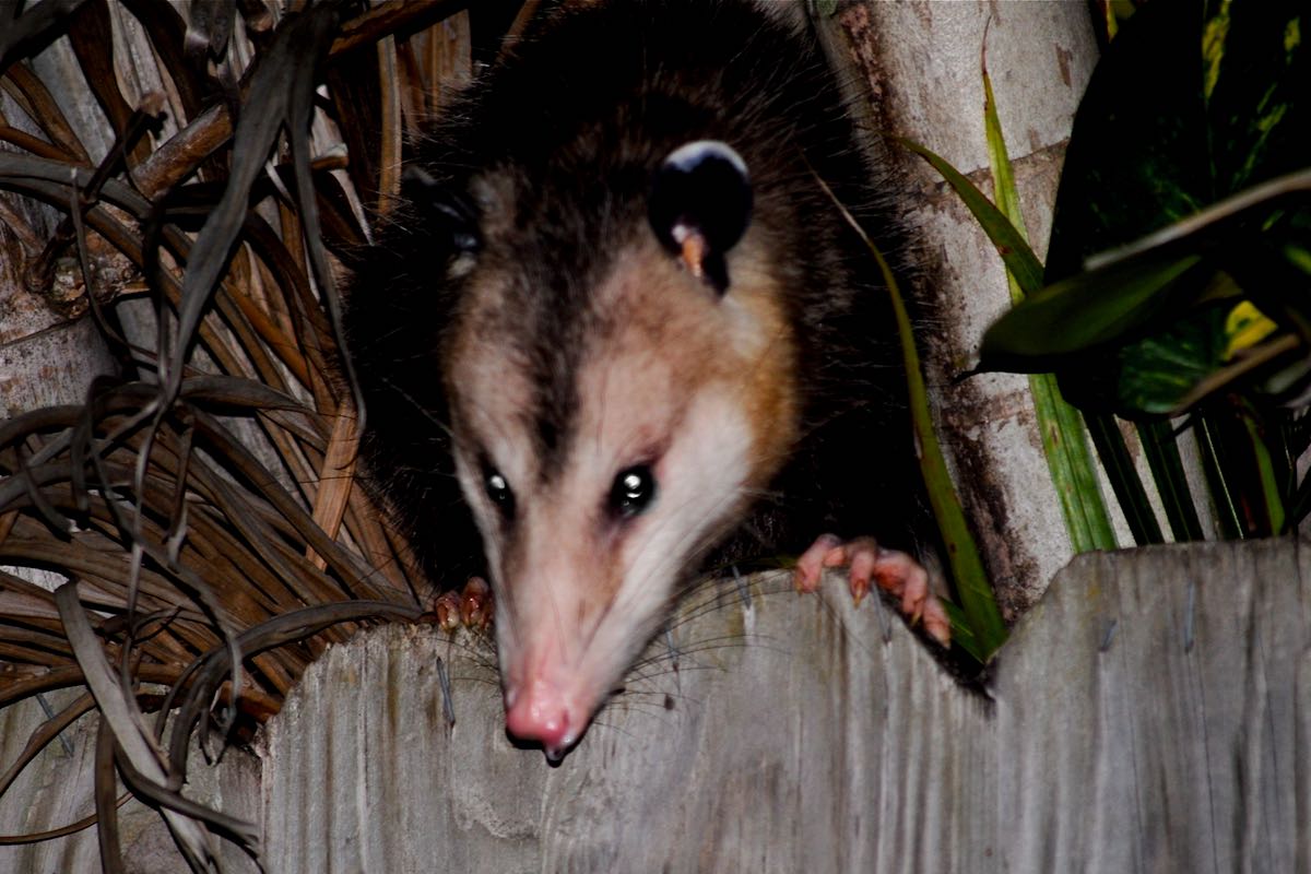 Virginia Opossum