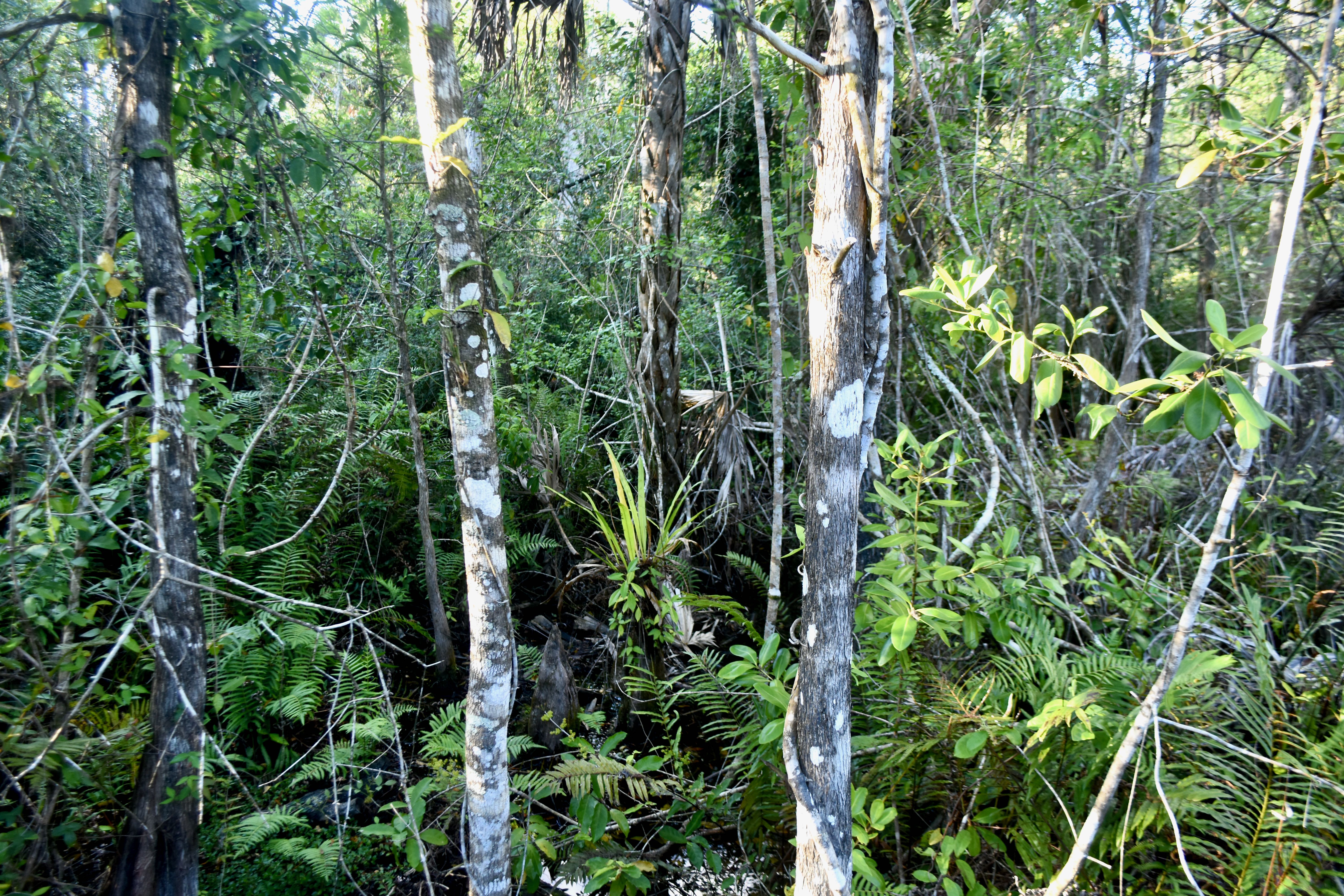 dense undergrowth