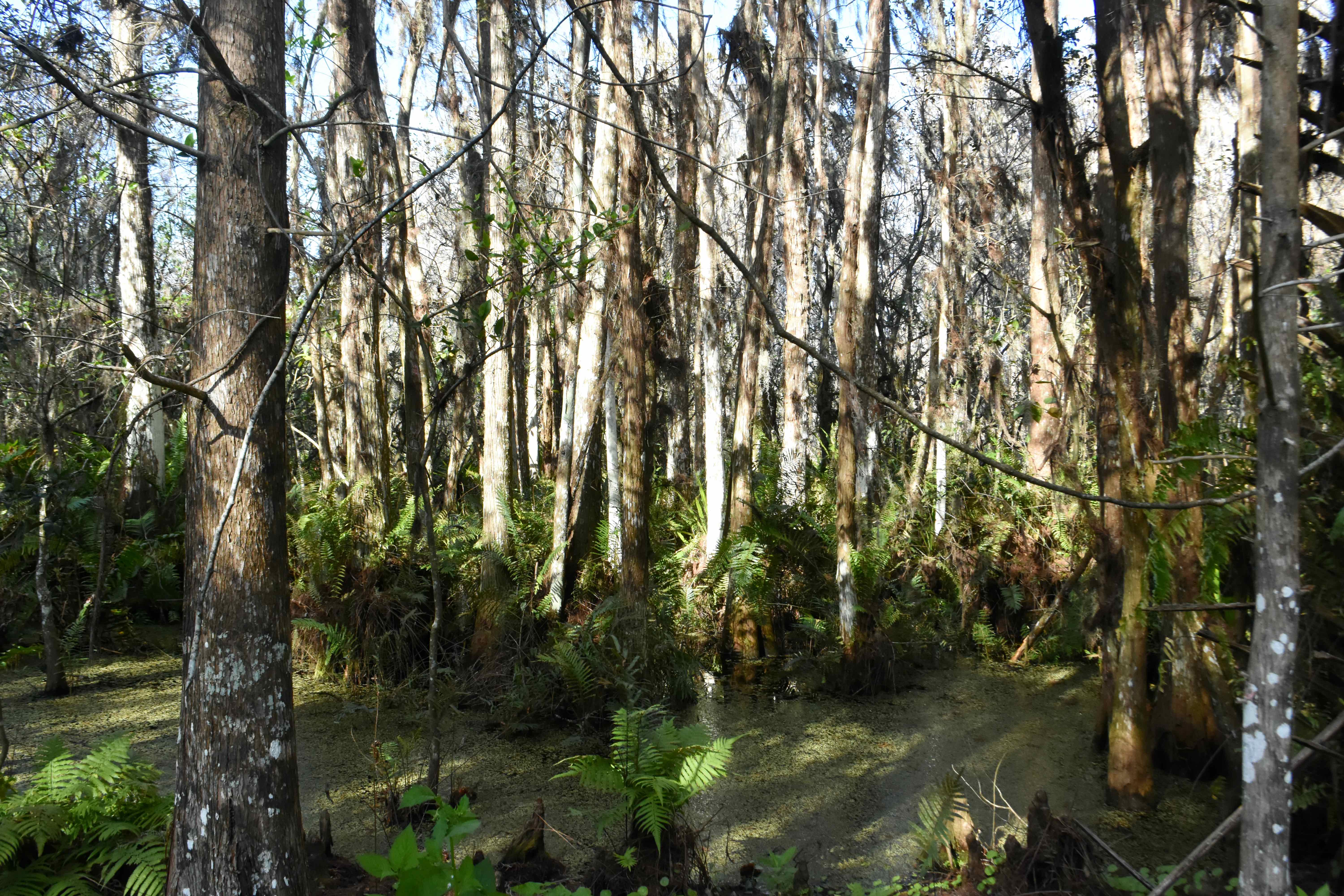 the cypress swamp