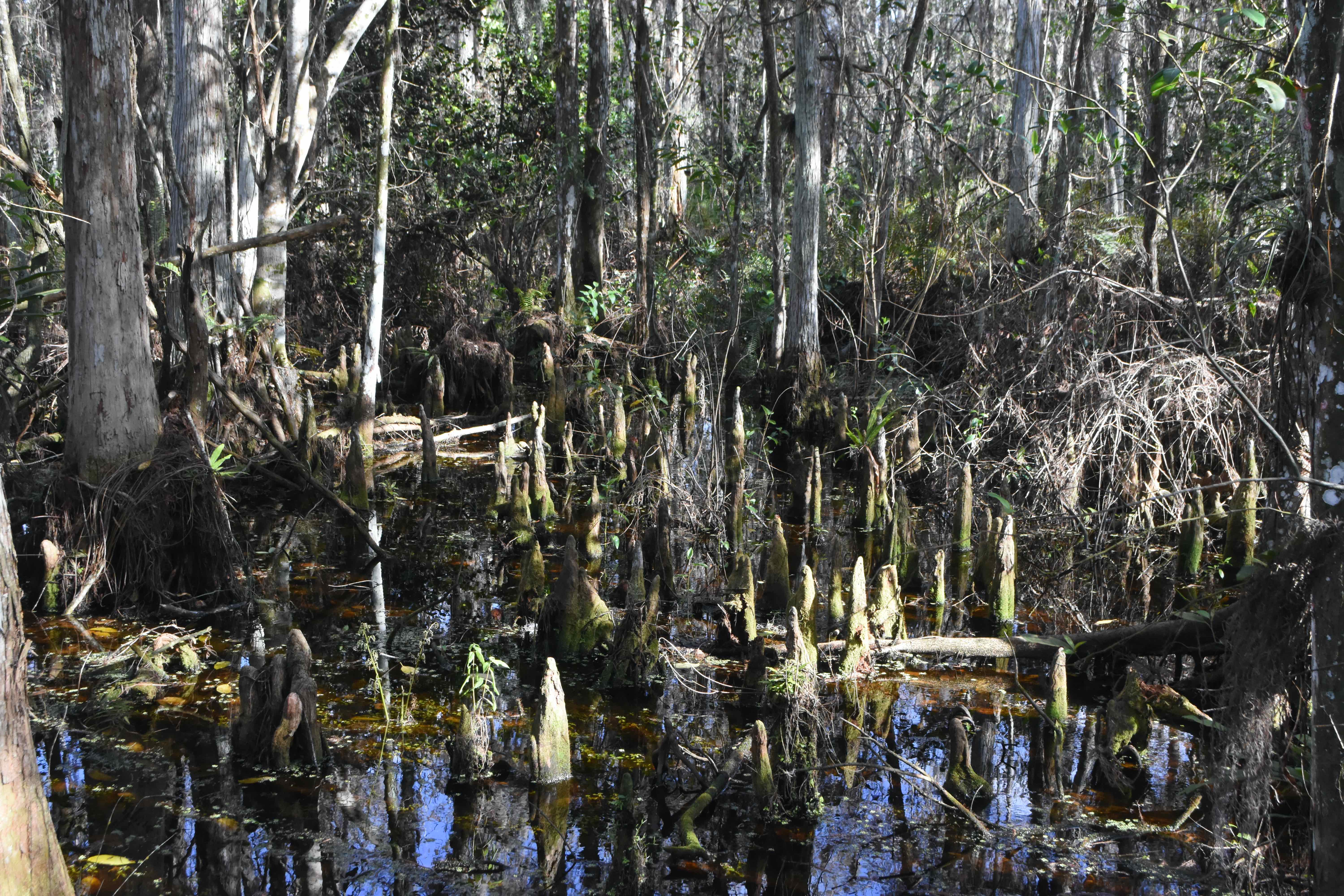 swamp and cypress knees