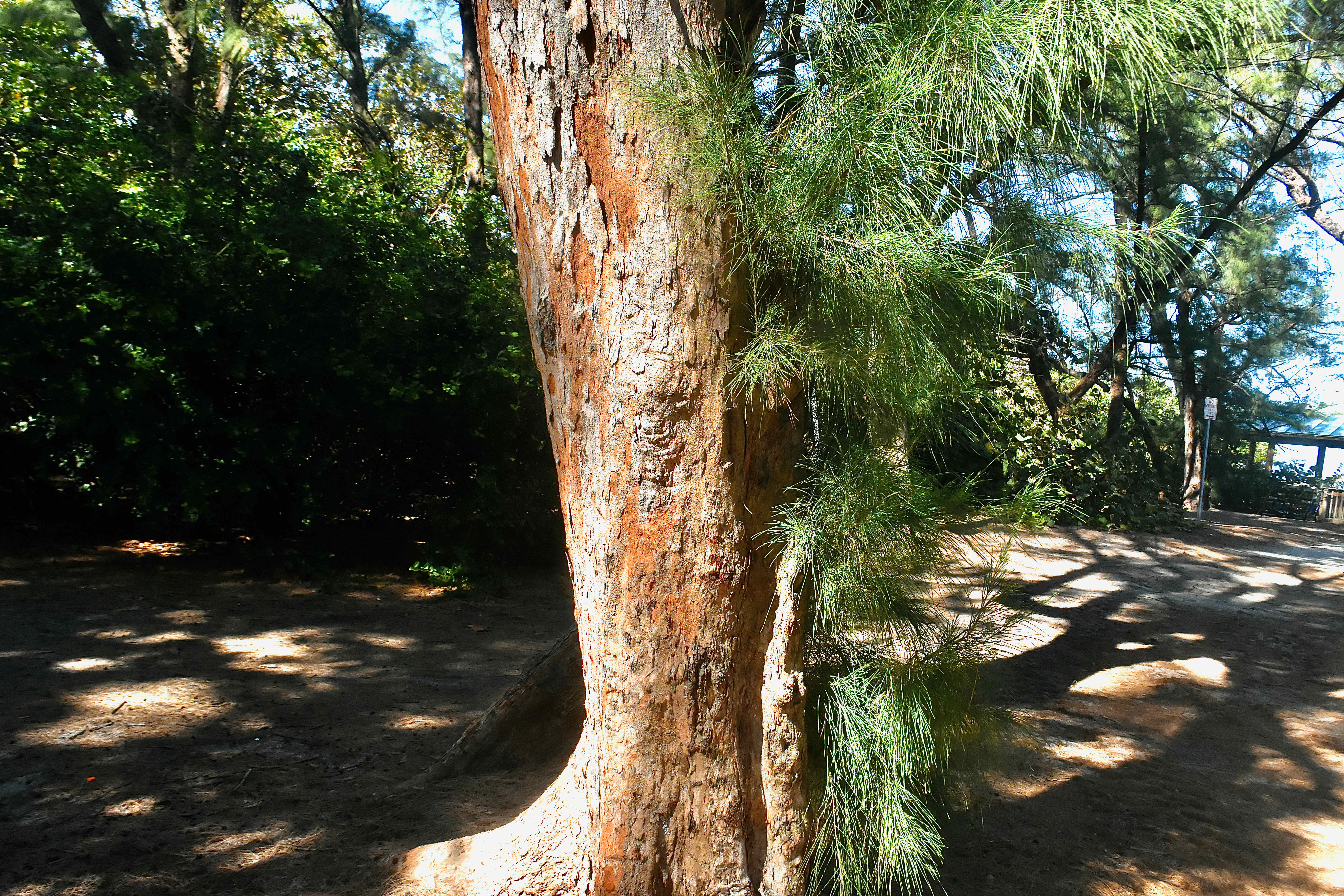 australian pine