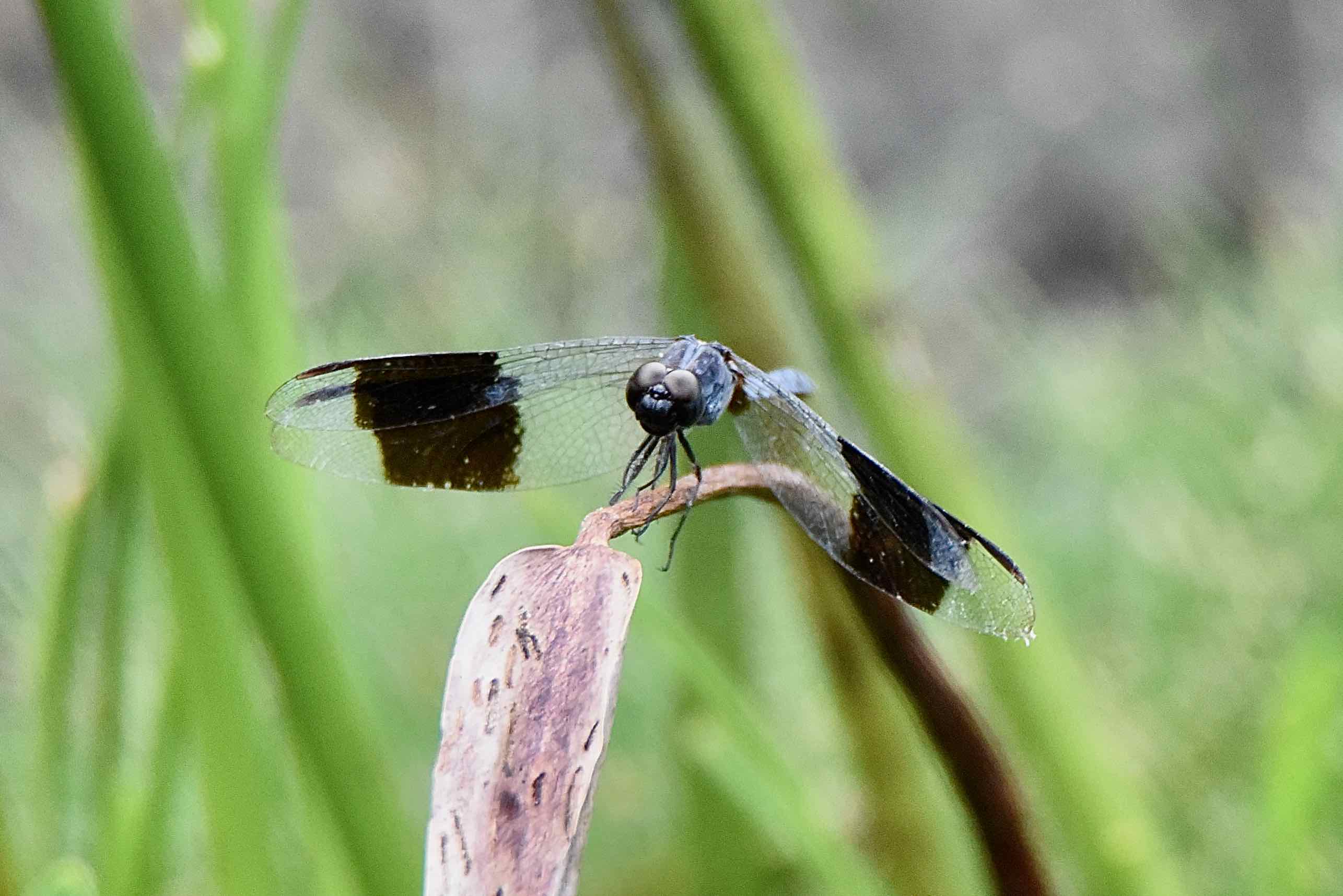 band-winged dragonlet