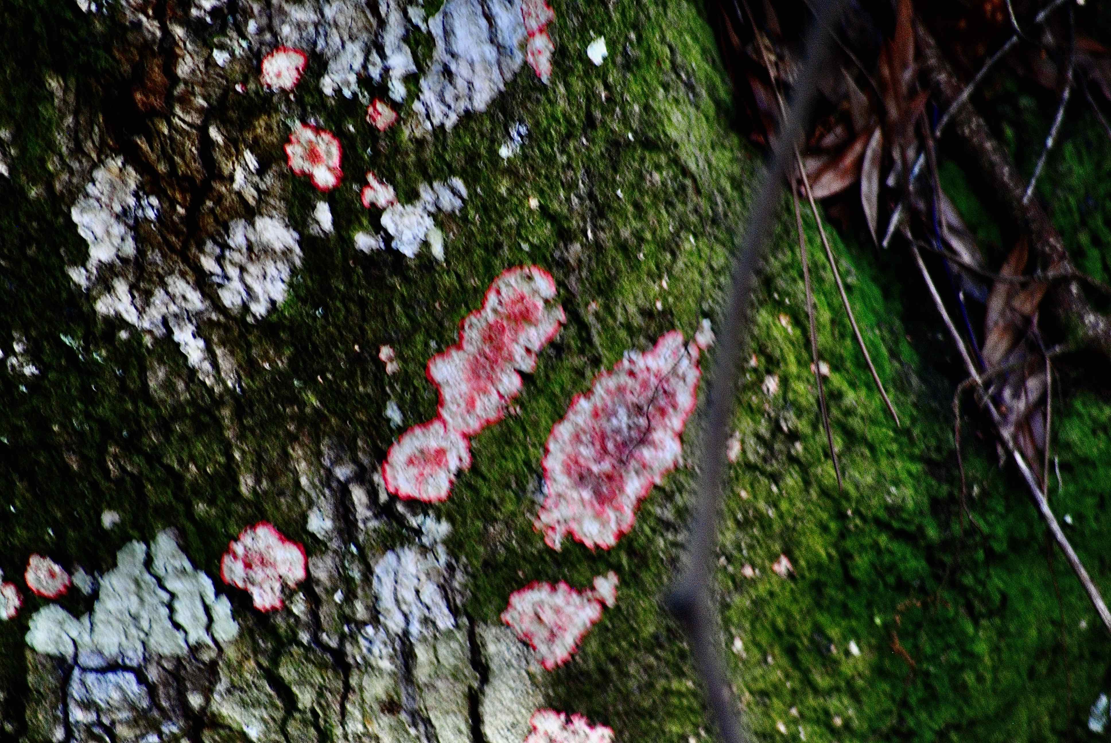 red.baton.rouge lichen