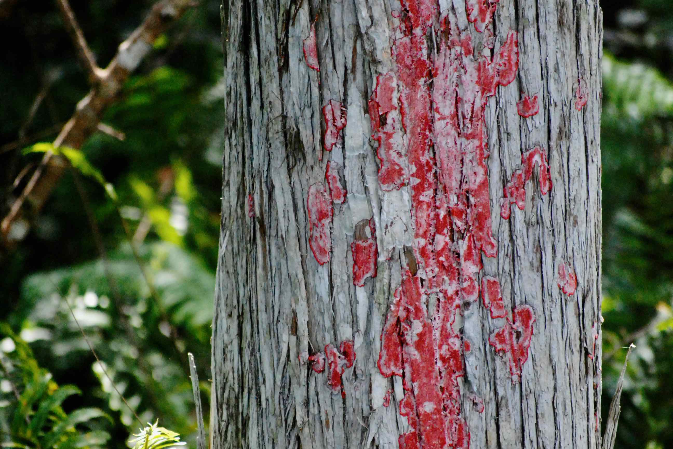 red.baton.rouge lichen