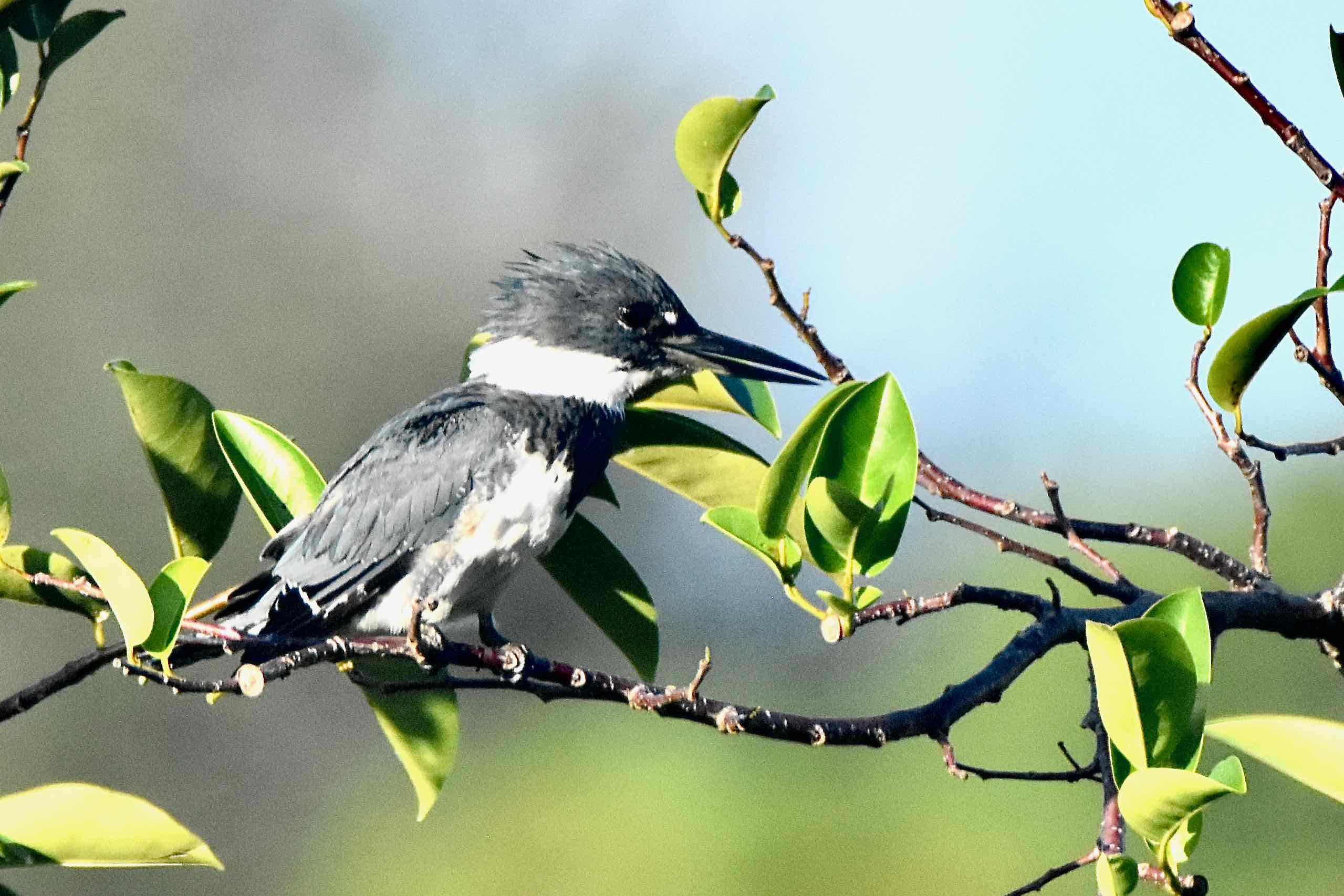 belted kingfisher