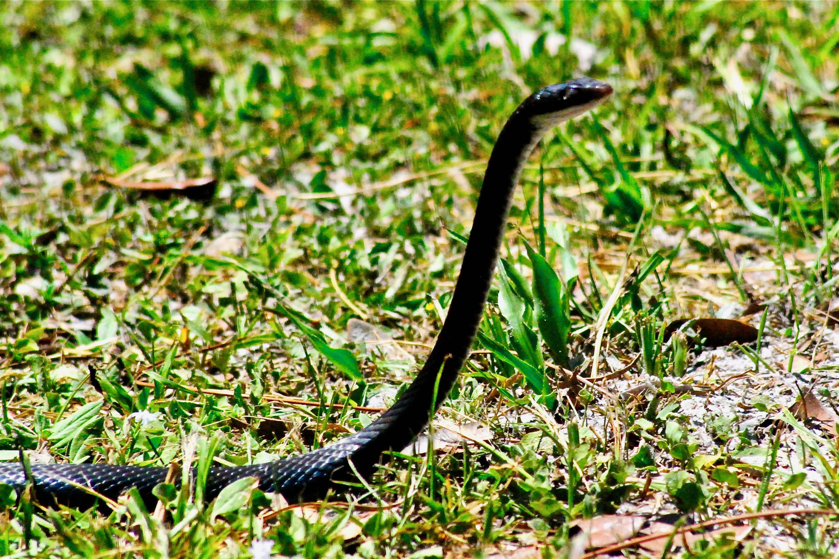 Florida Black Snake