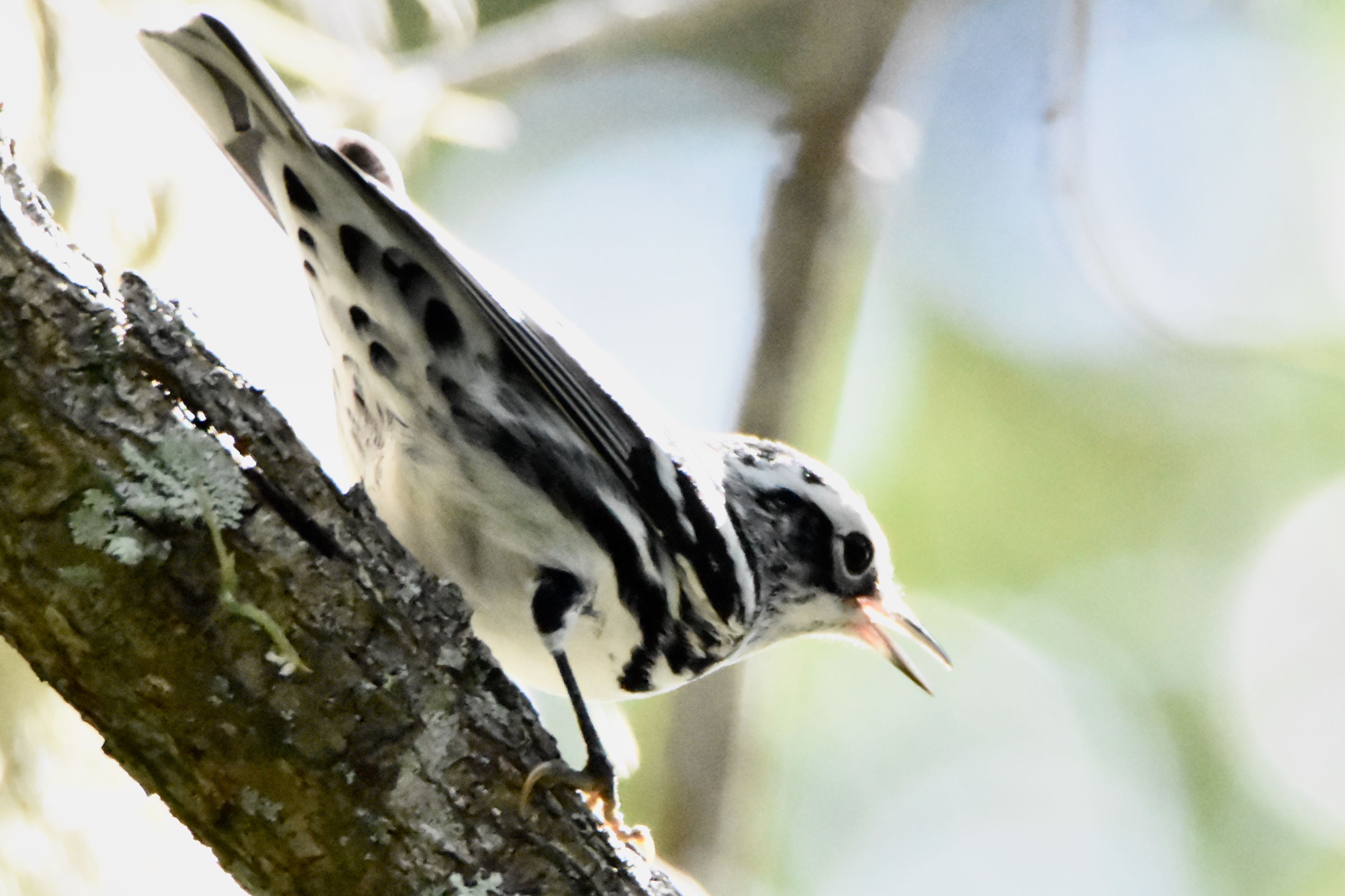 BlackandWhite Warbler