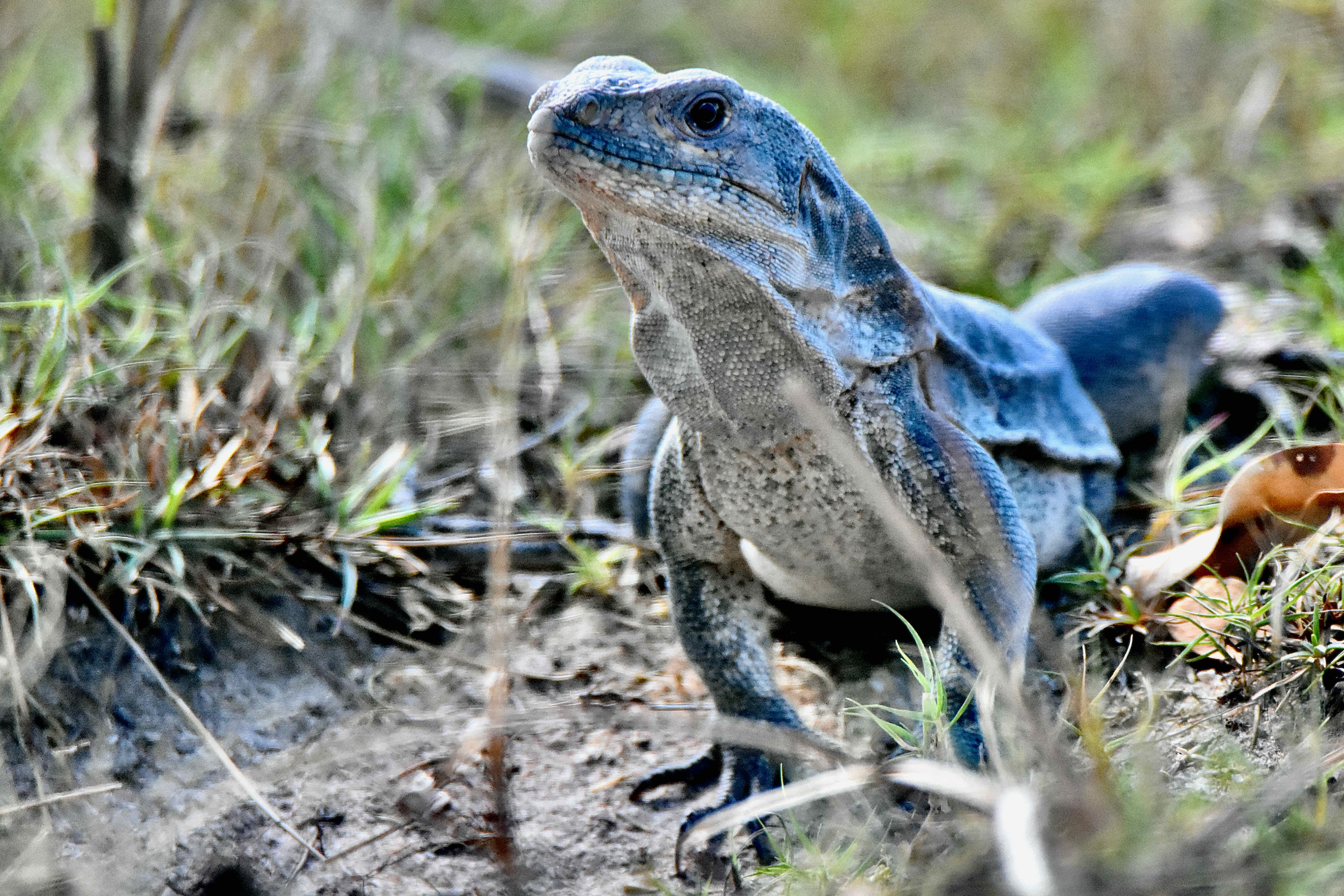 spiny-tailed iguana
