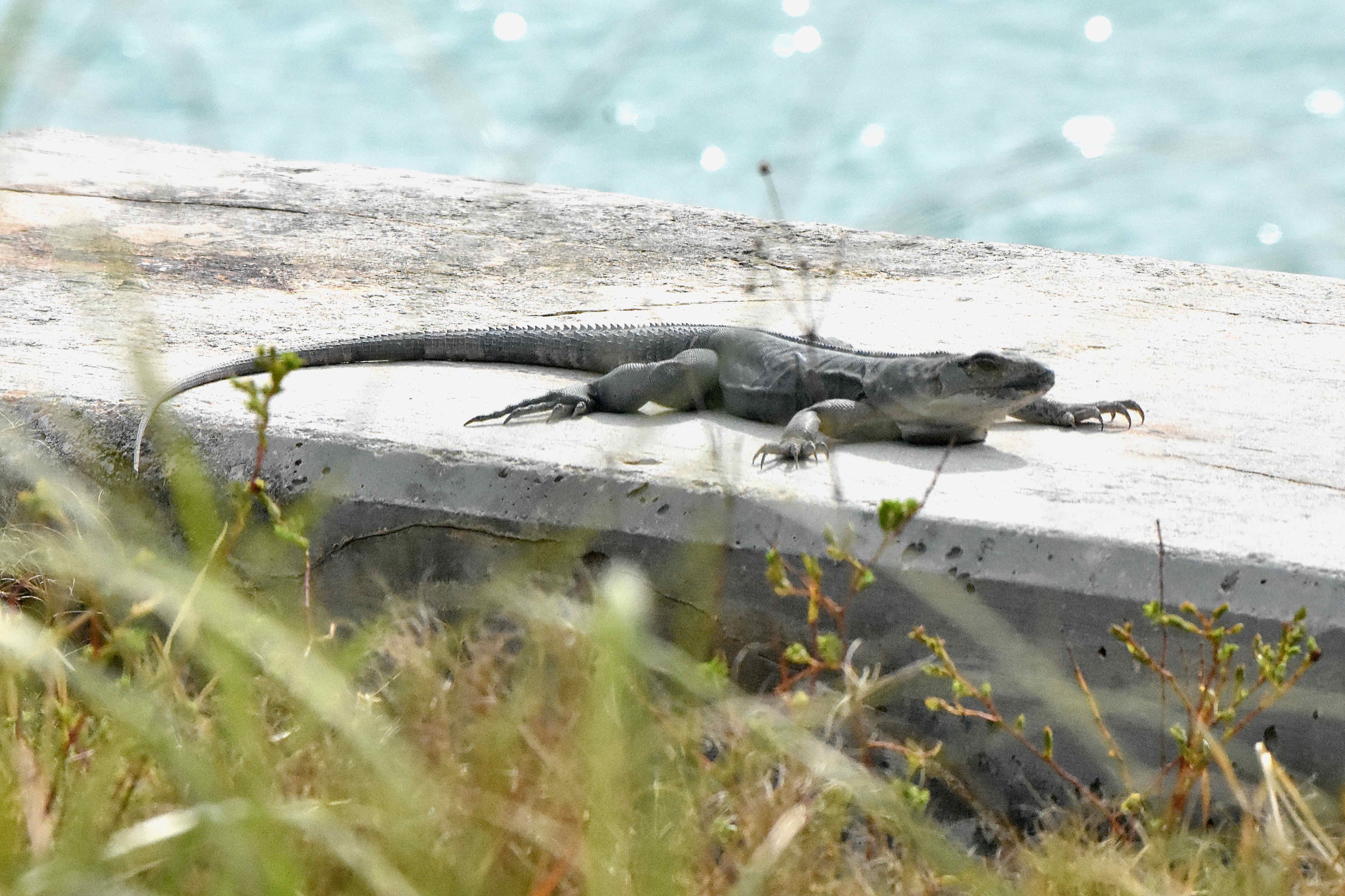 spiny-tailed iguana