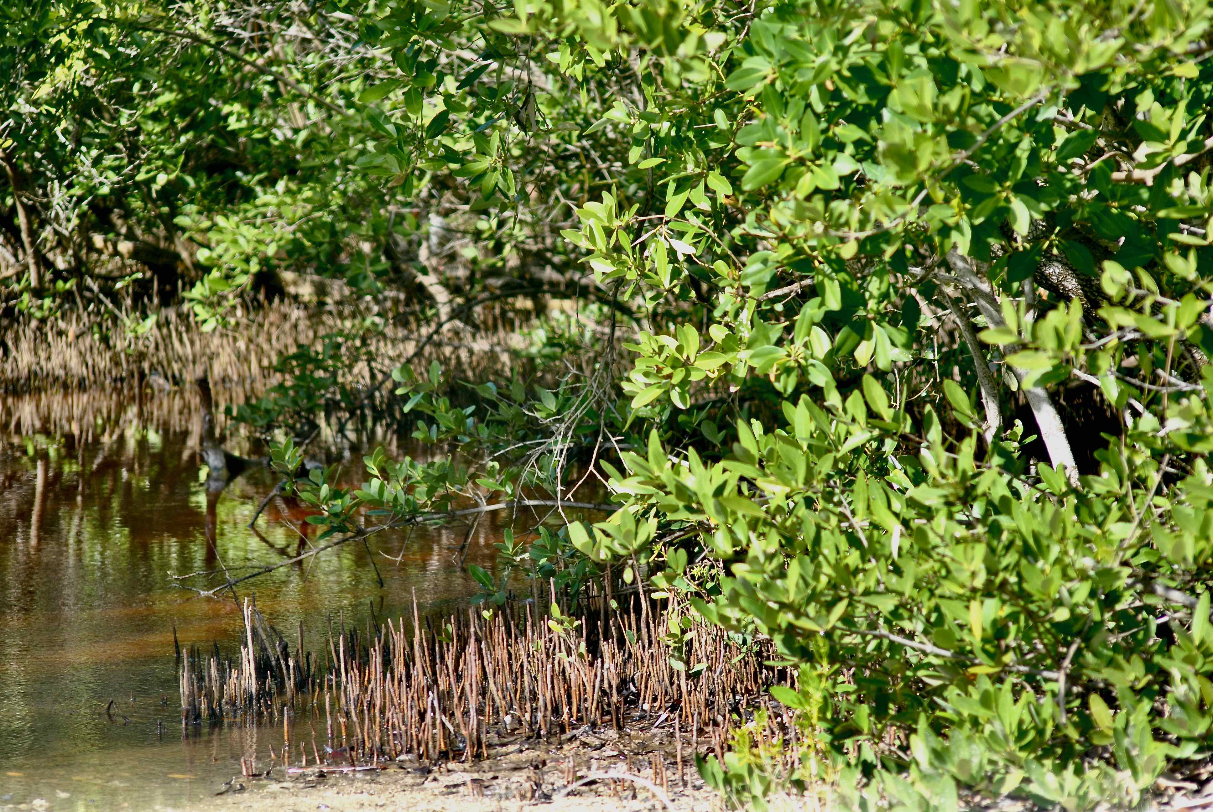 Black Mangroves