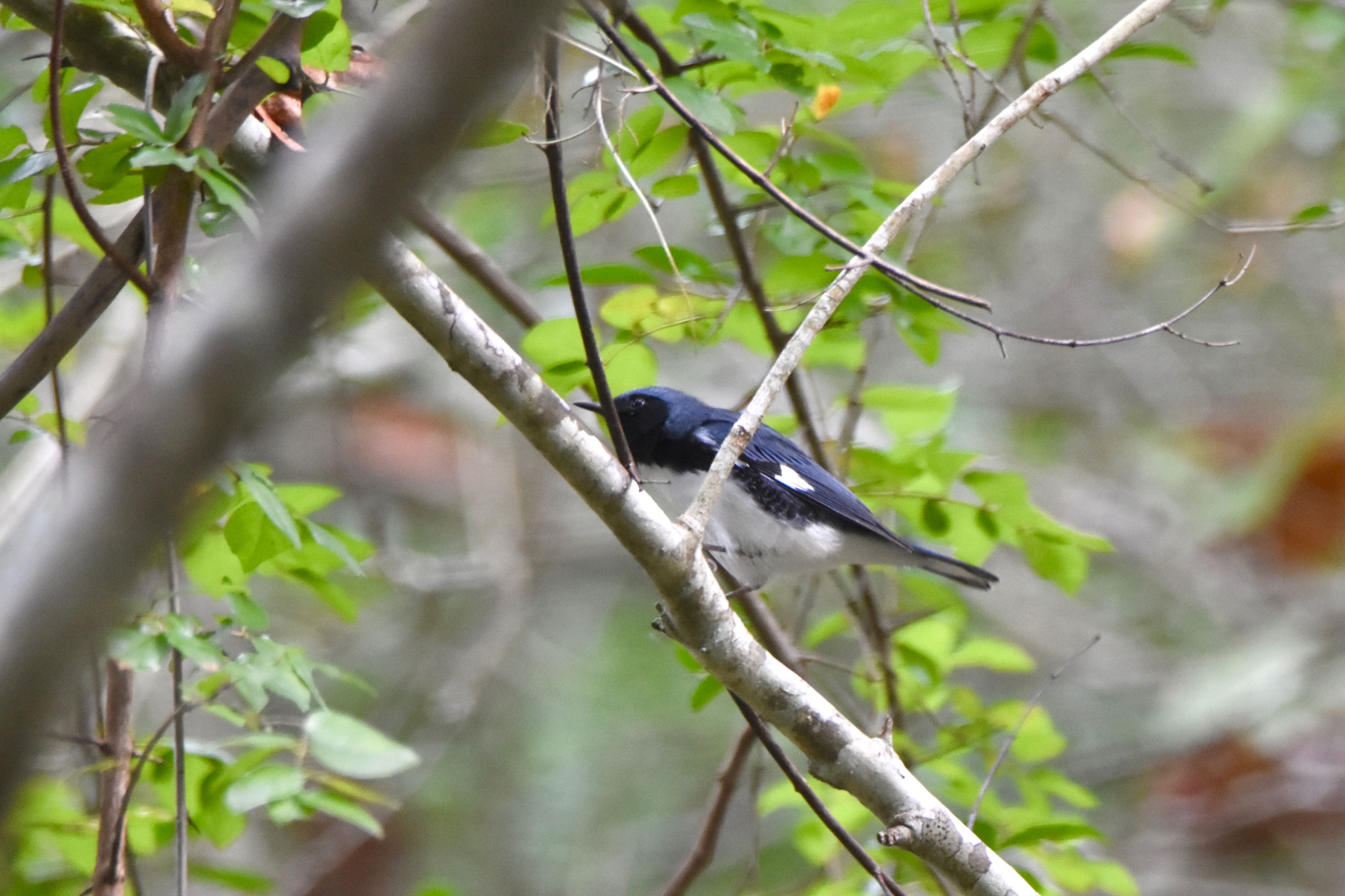 black-throated warbler