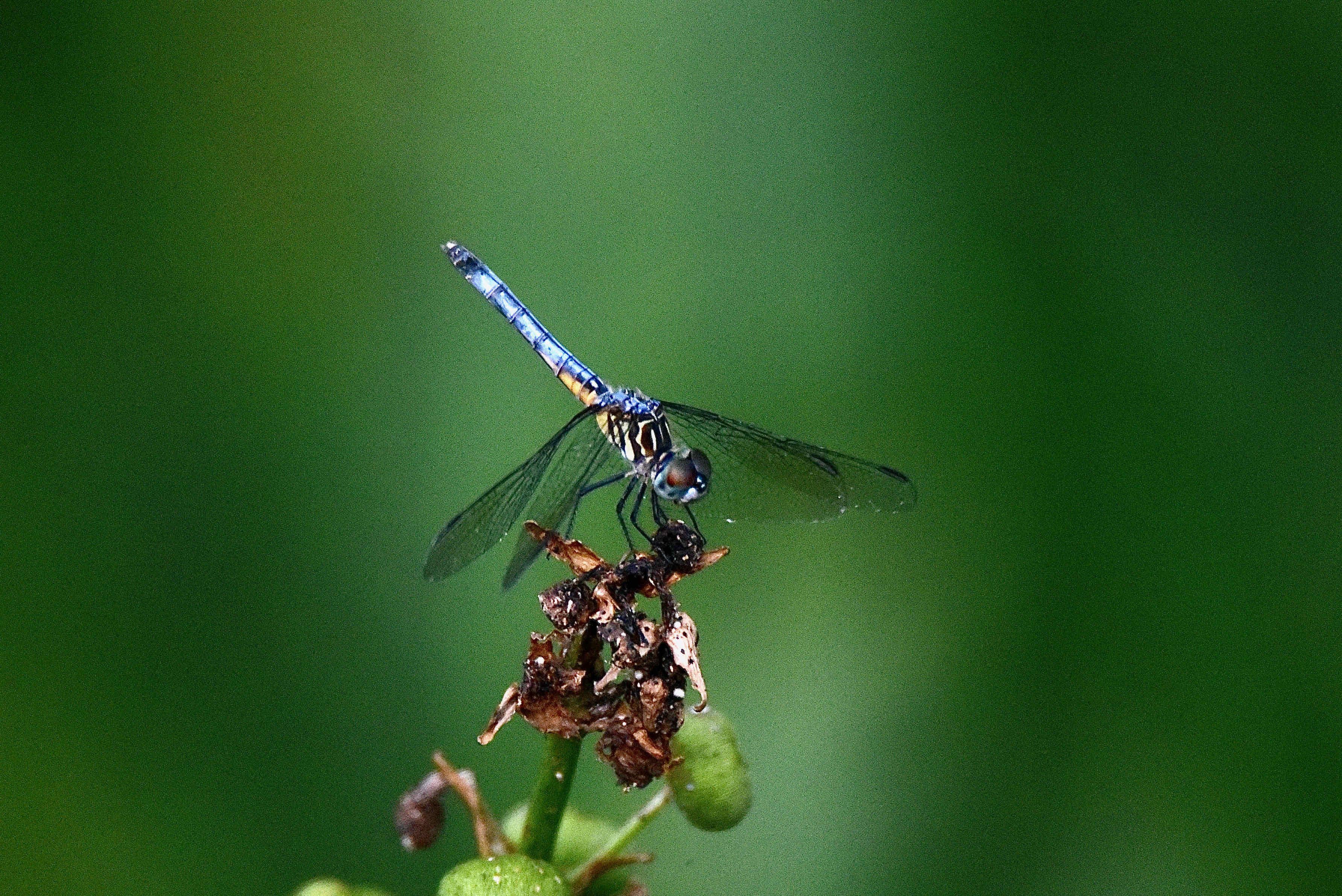 blue dasher dragonfly