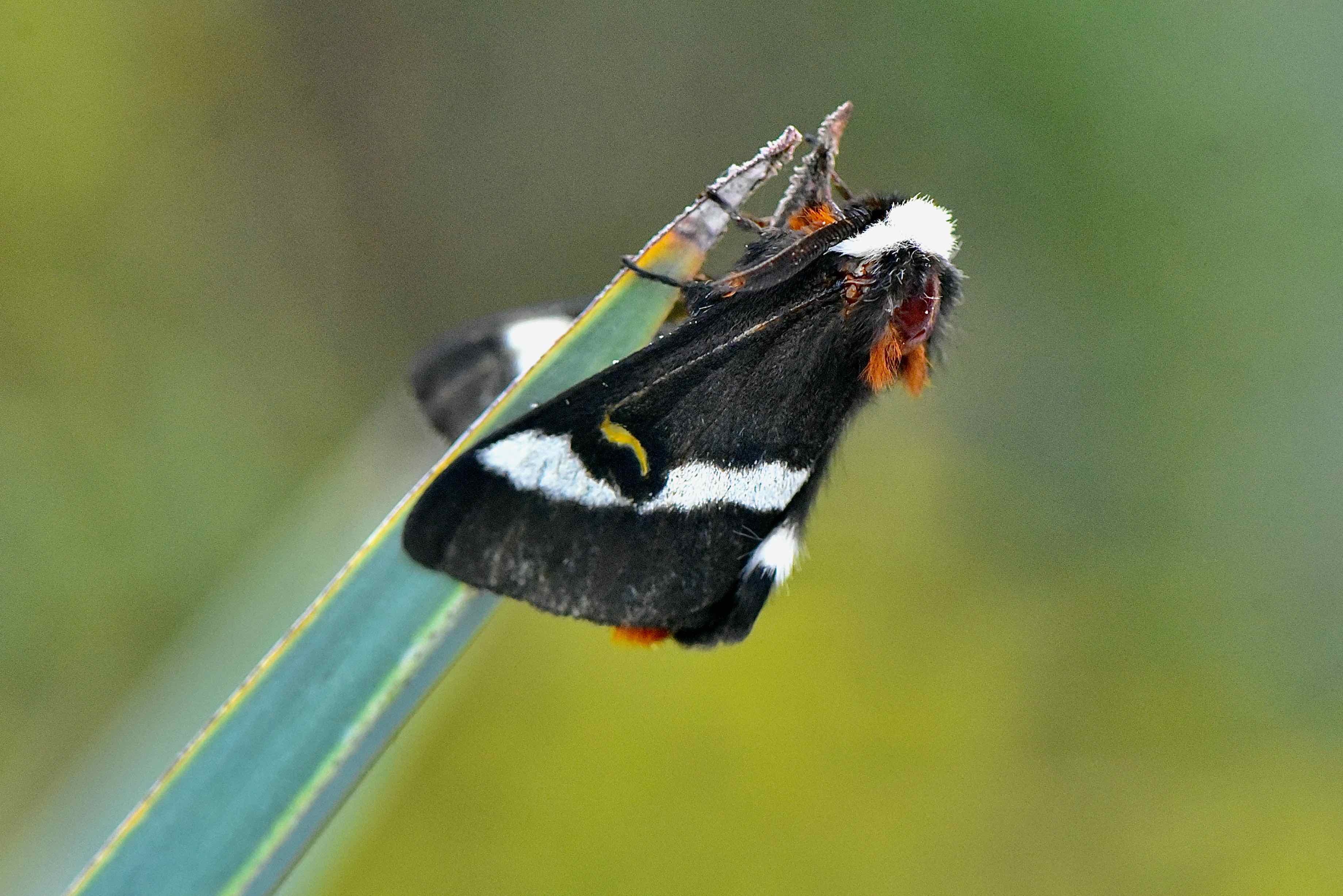 buck moth