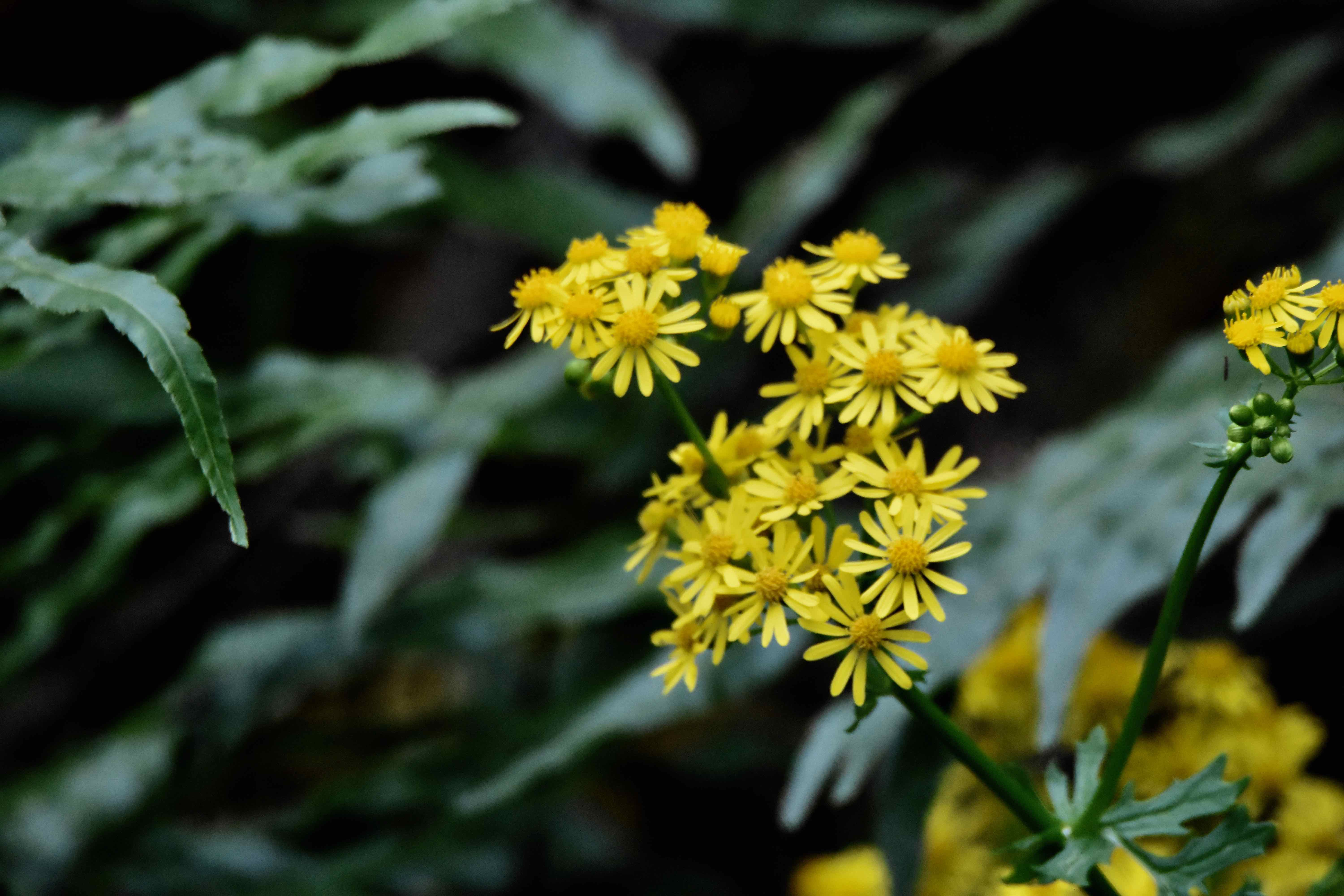 butterweed