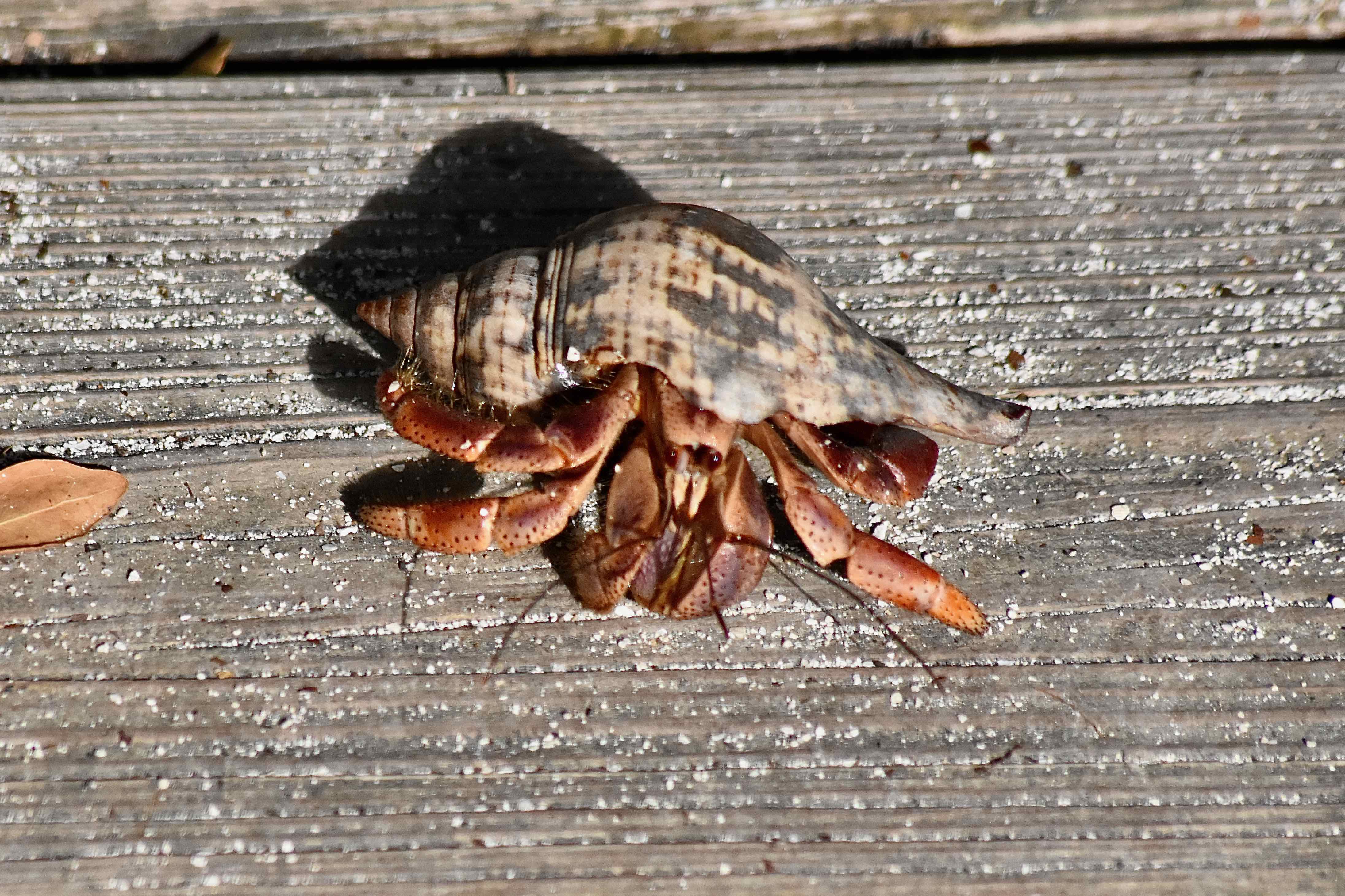 Caribbean Land Hermit Crab