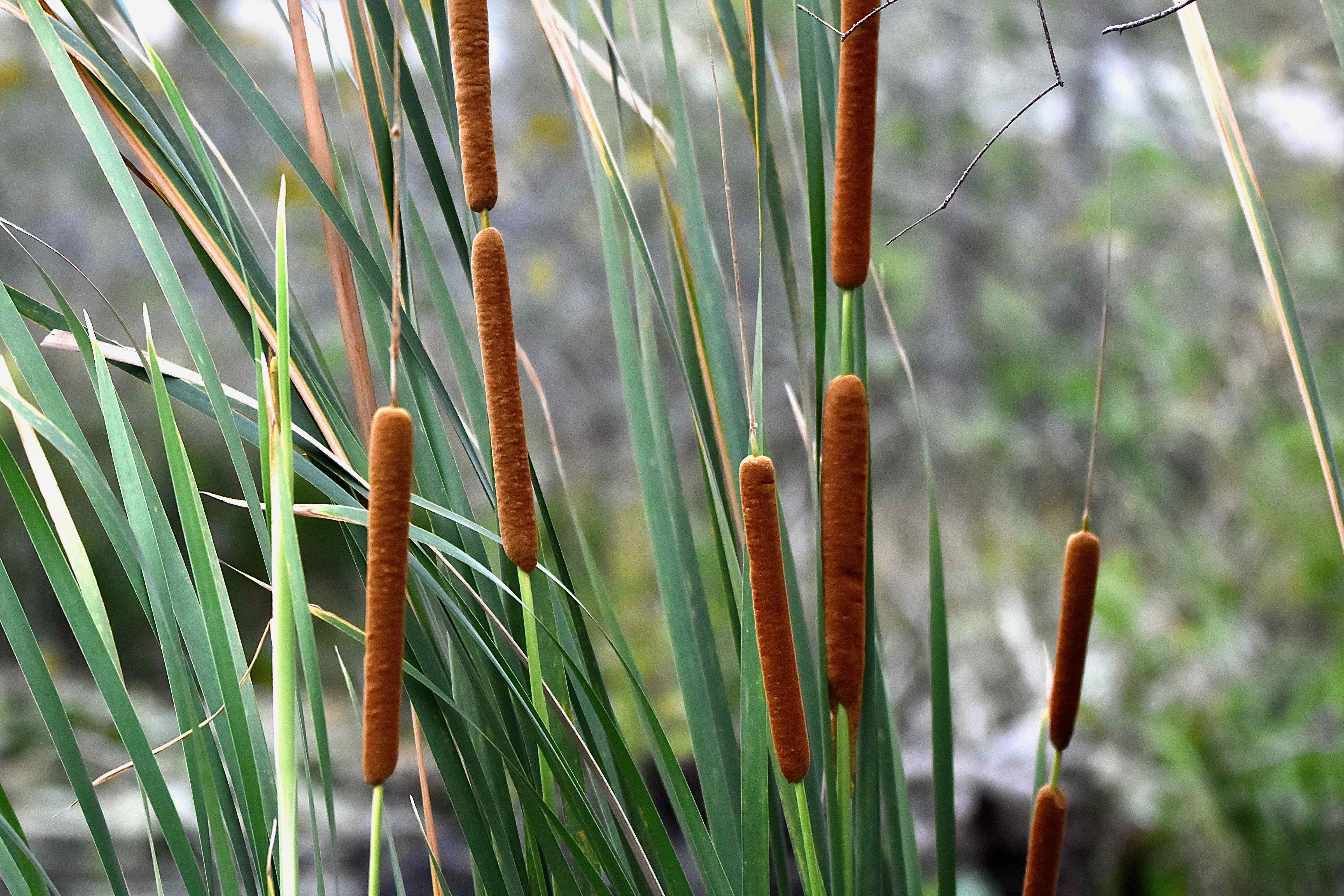 southern cat tails