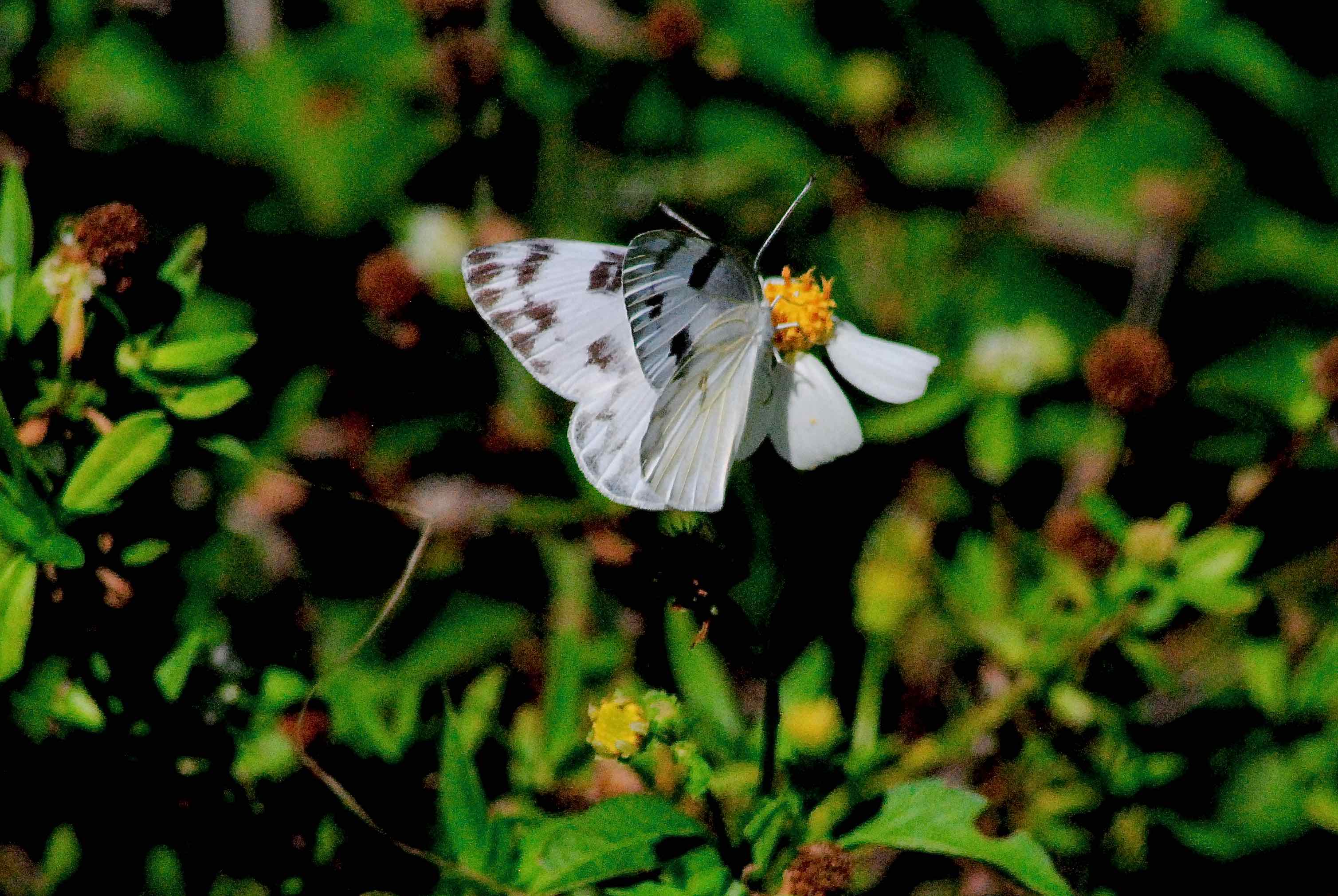 checkered white butterfly