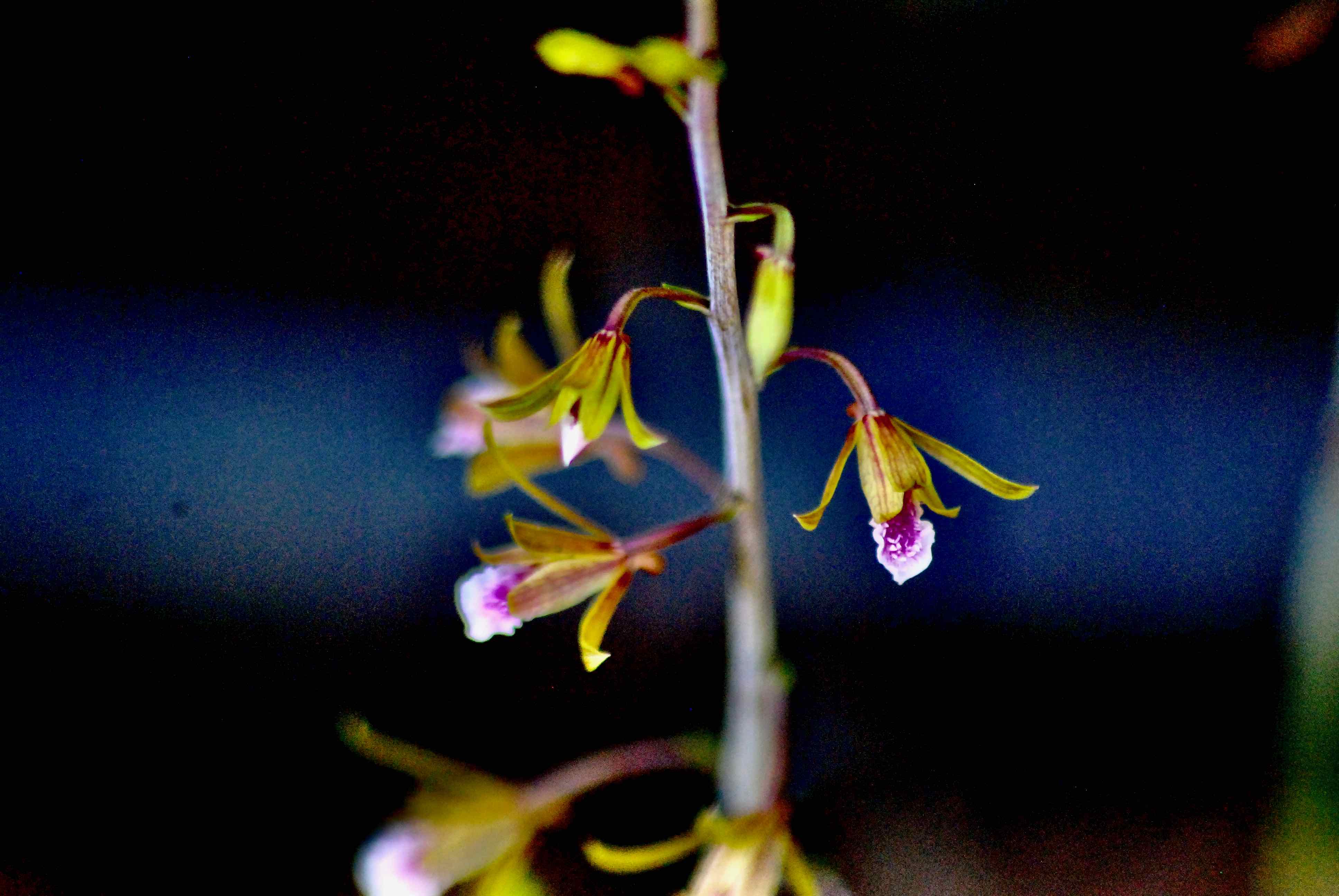 Chinese crown orchid