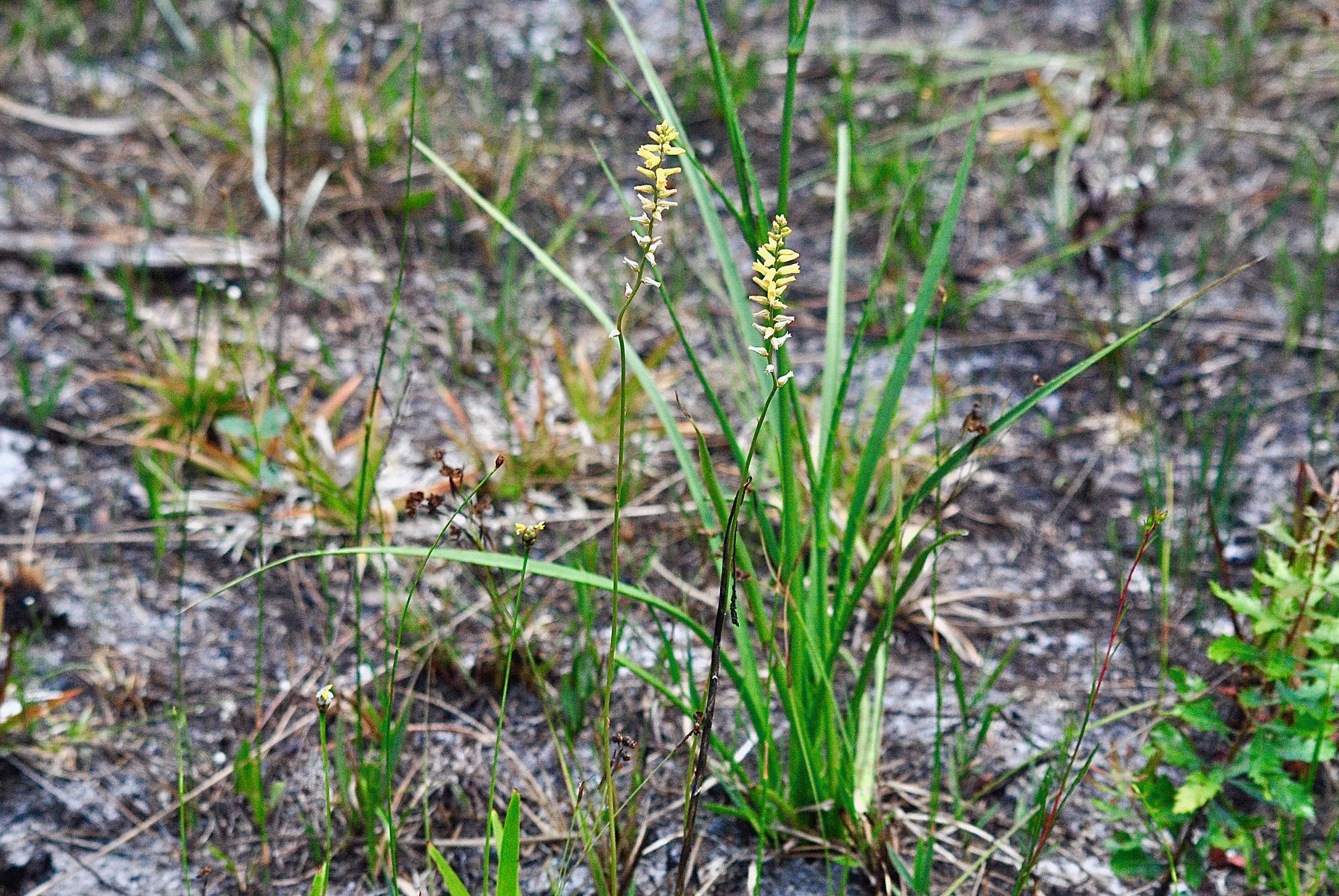 yellow colicroot